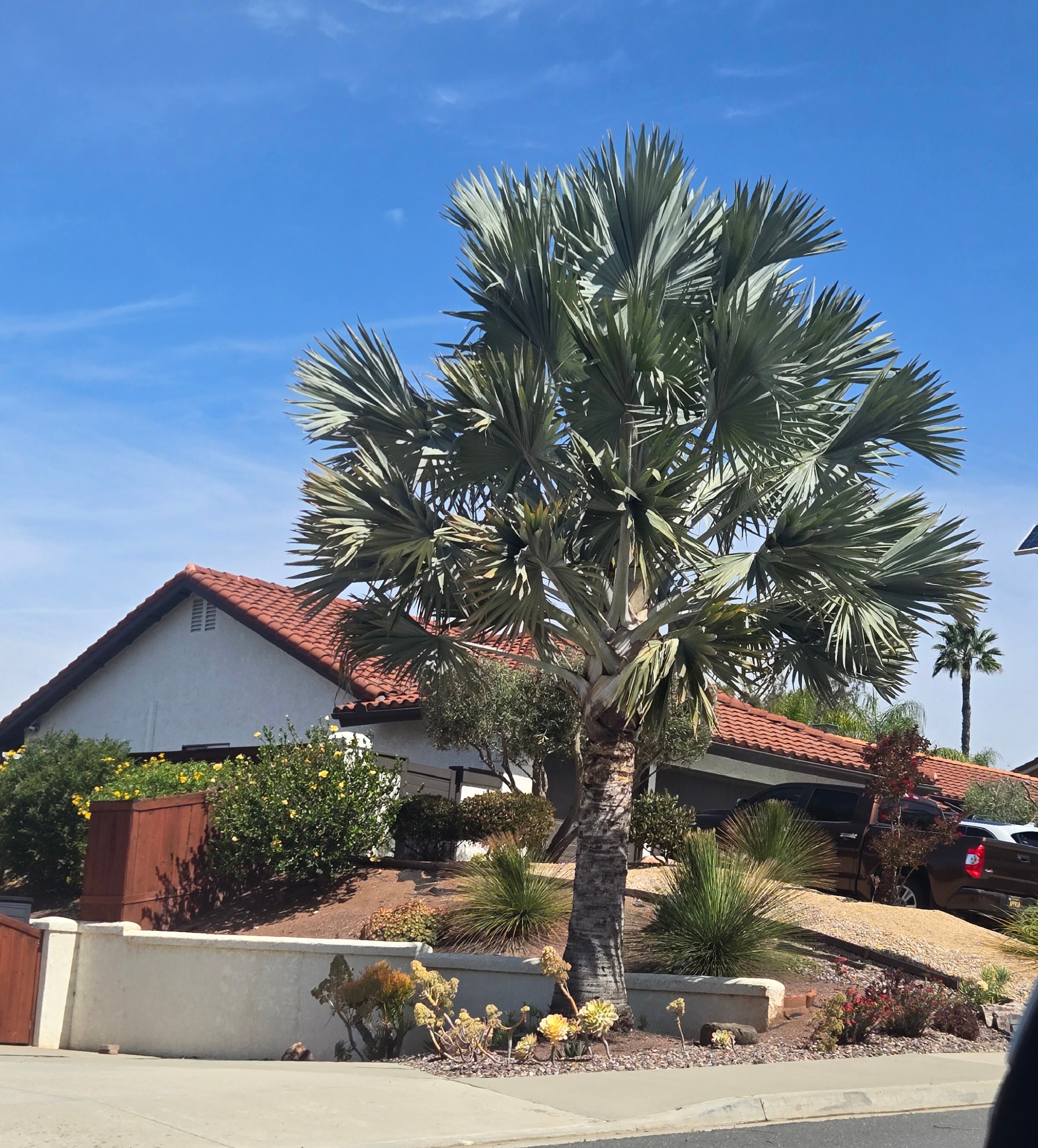 Large silver Bismarck palm used as a statement specimen in a San Diego landscape