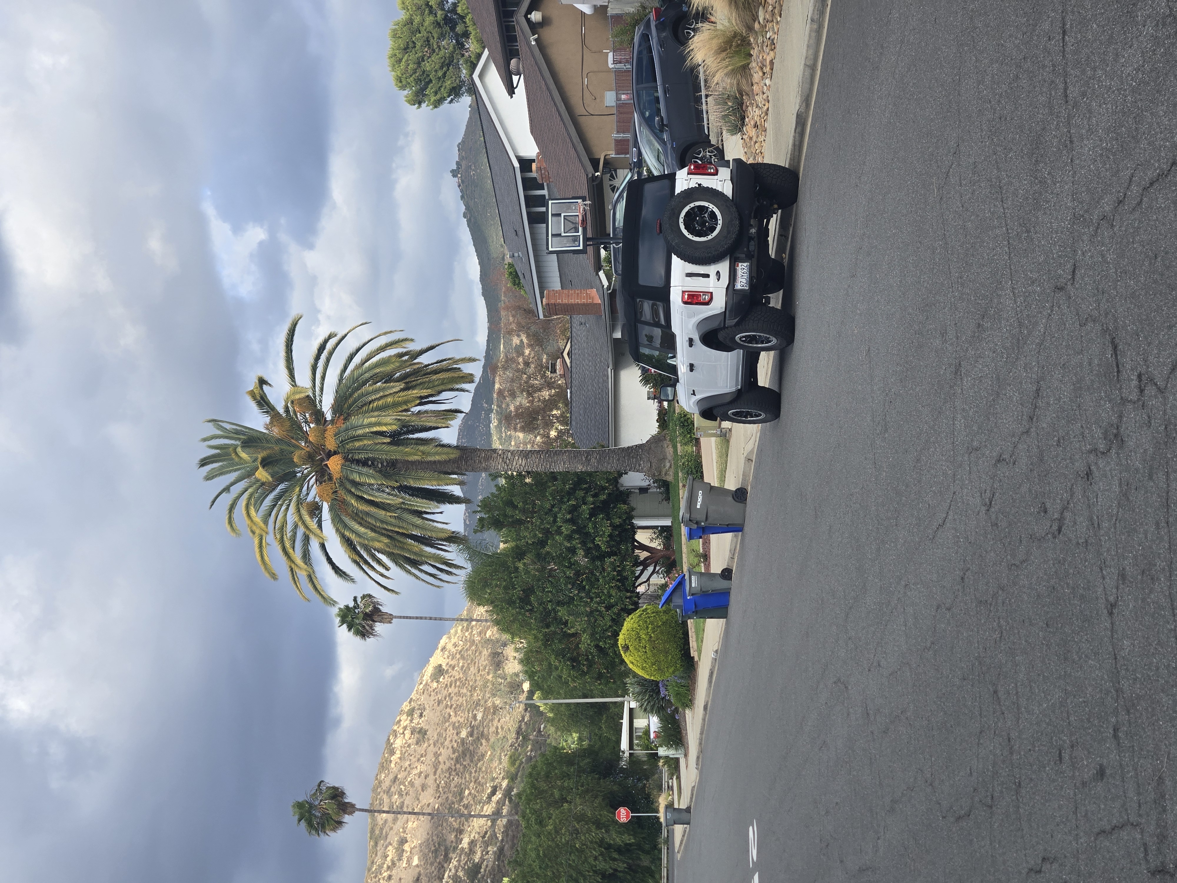 Mature Canary Island Date Palm care in San Diego