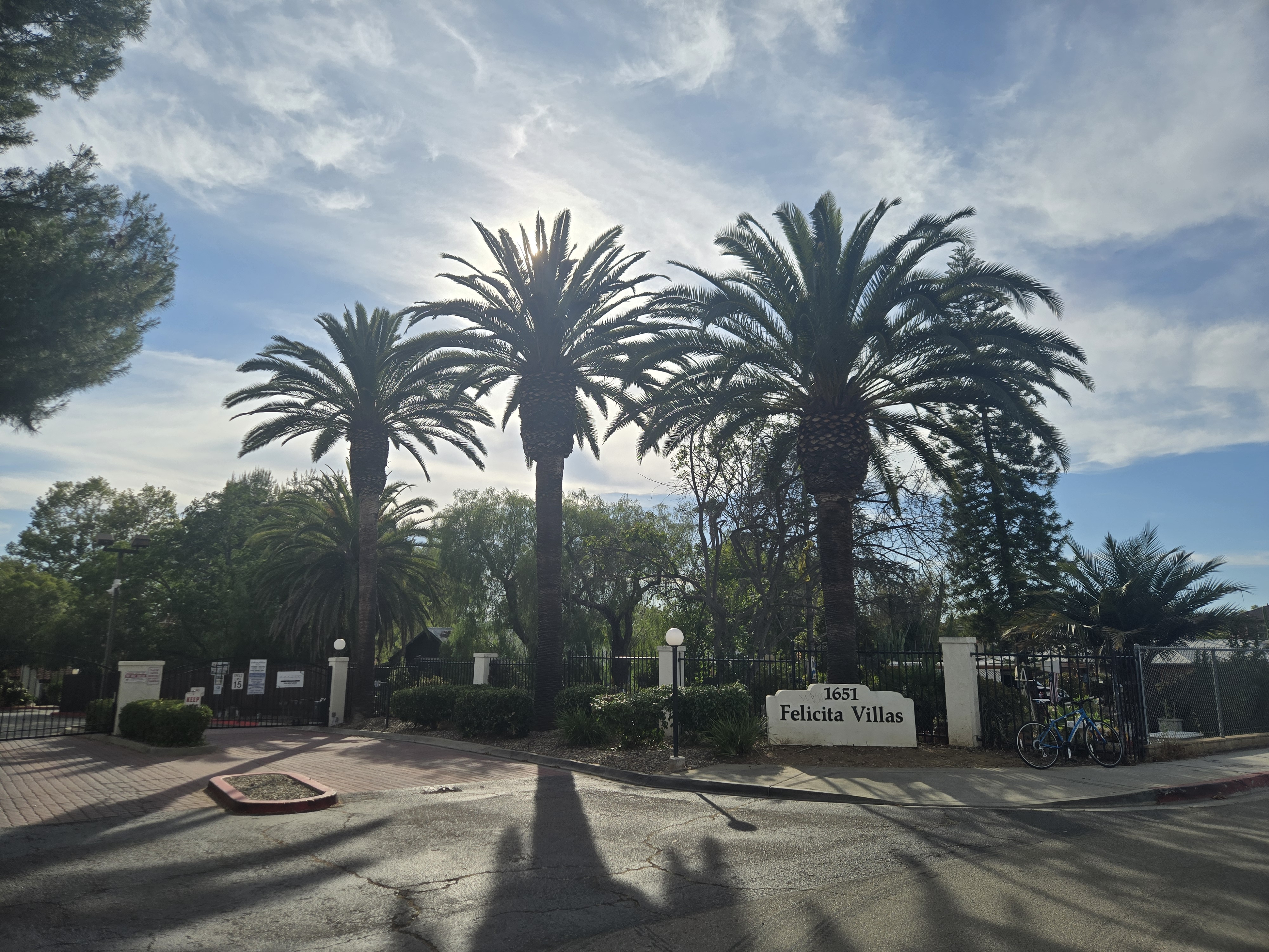 Mature Canary Island Date Palms at Felicita Villas with dramatic sky