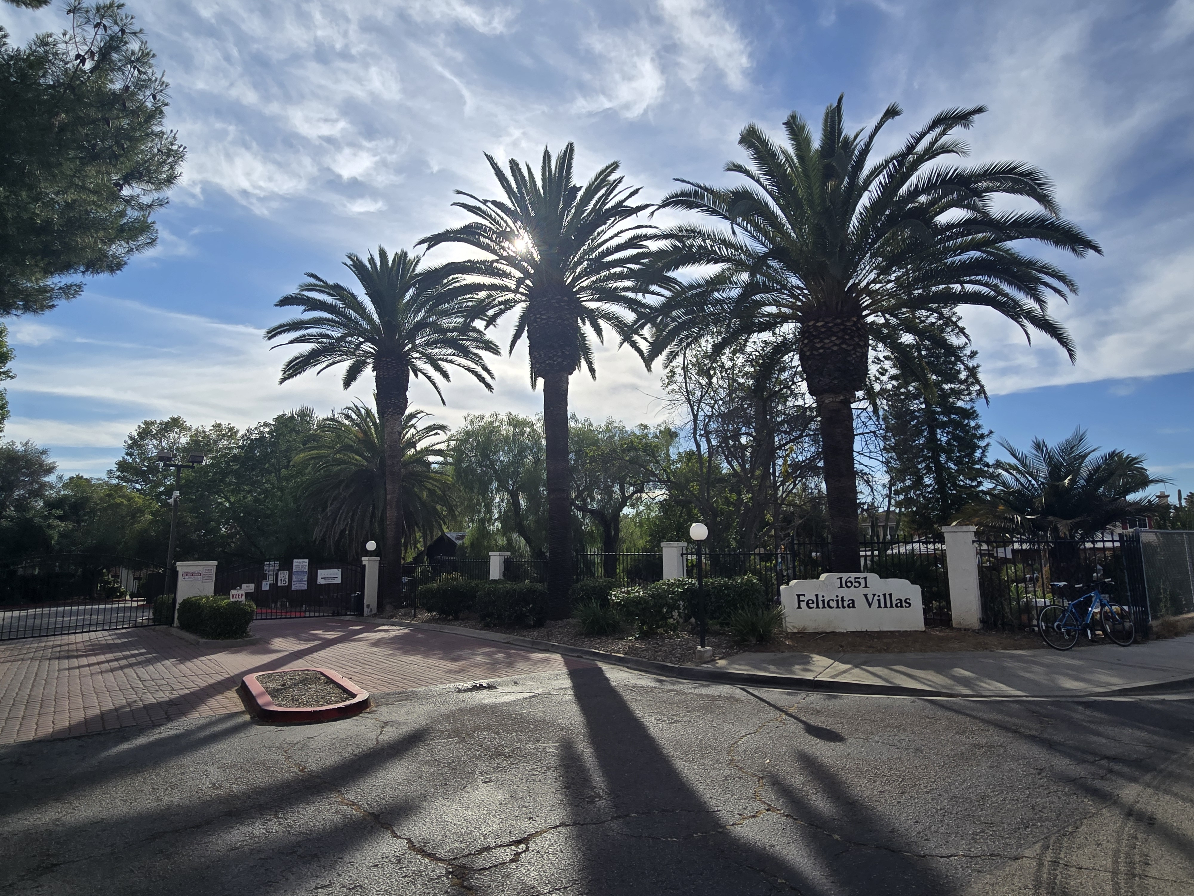 Owner-performed palm treatment in San Diego