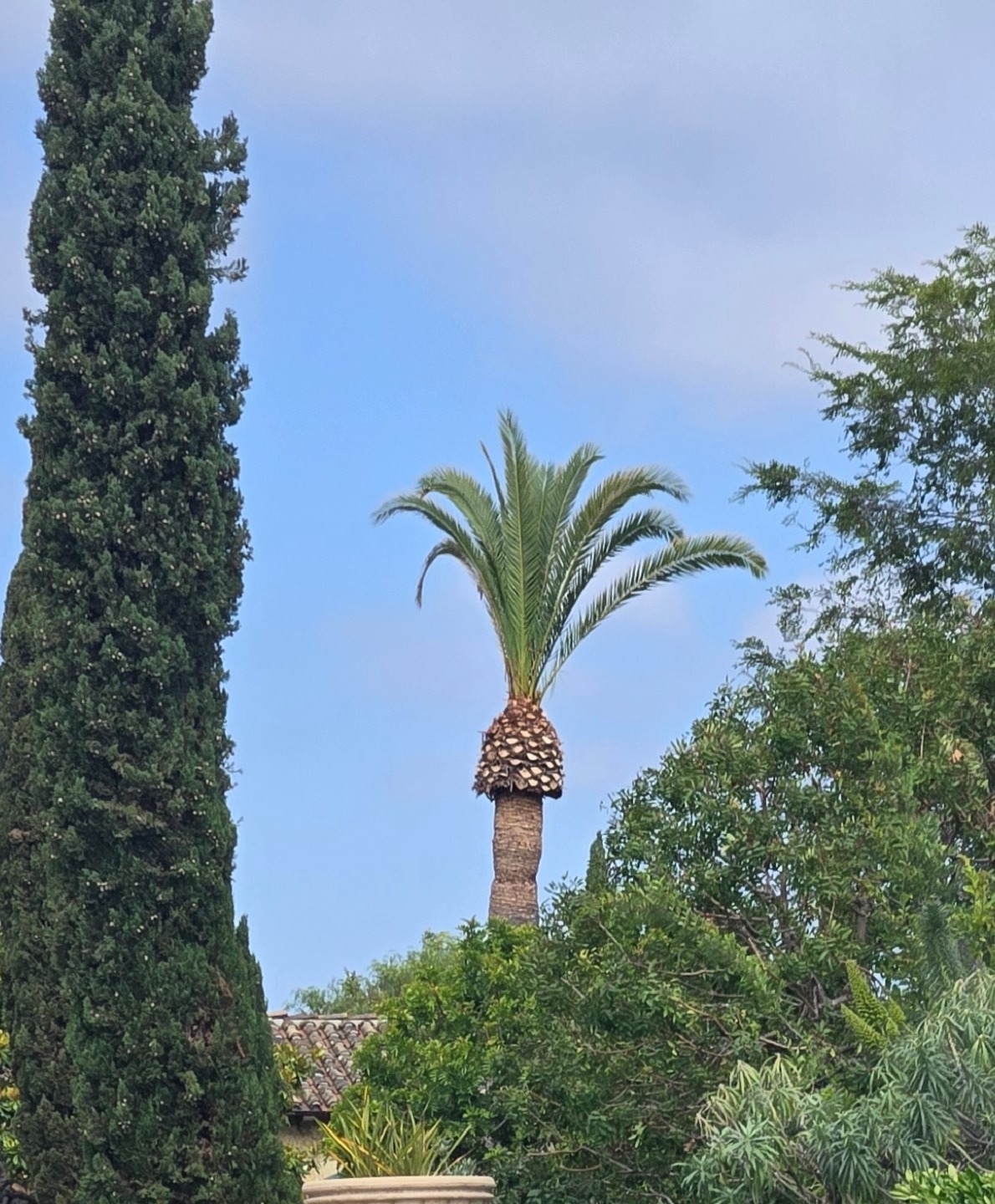 Over-trimmed palm in Rancho Santa Fe