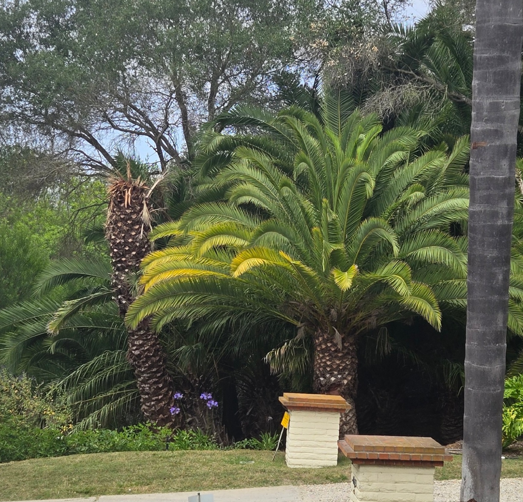 CIDP showing possible decline in Rancho Santa Fe