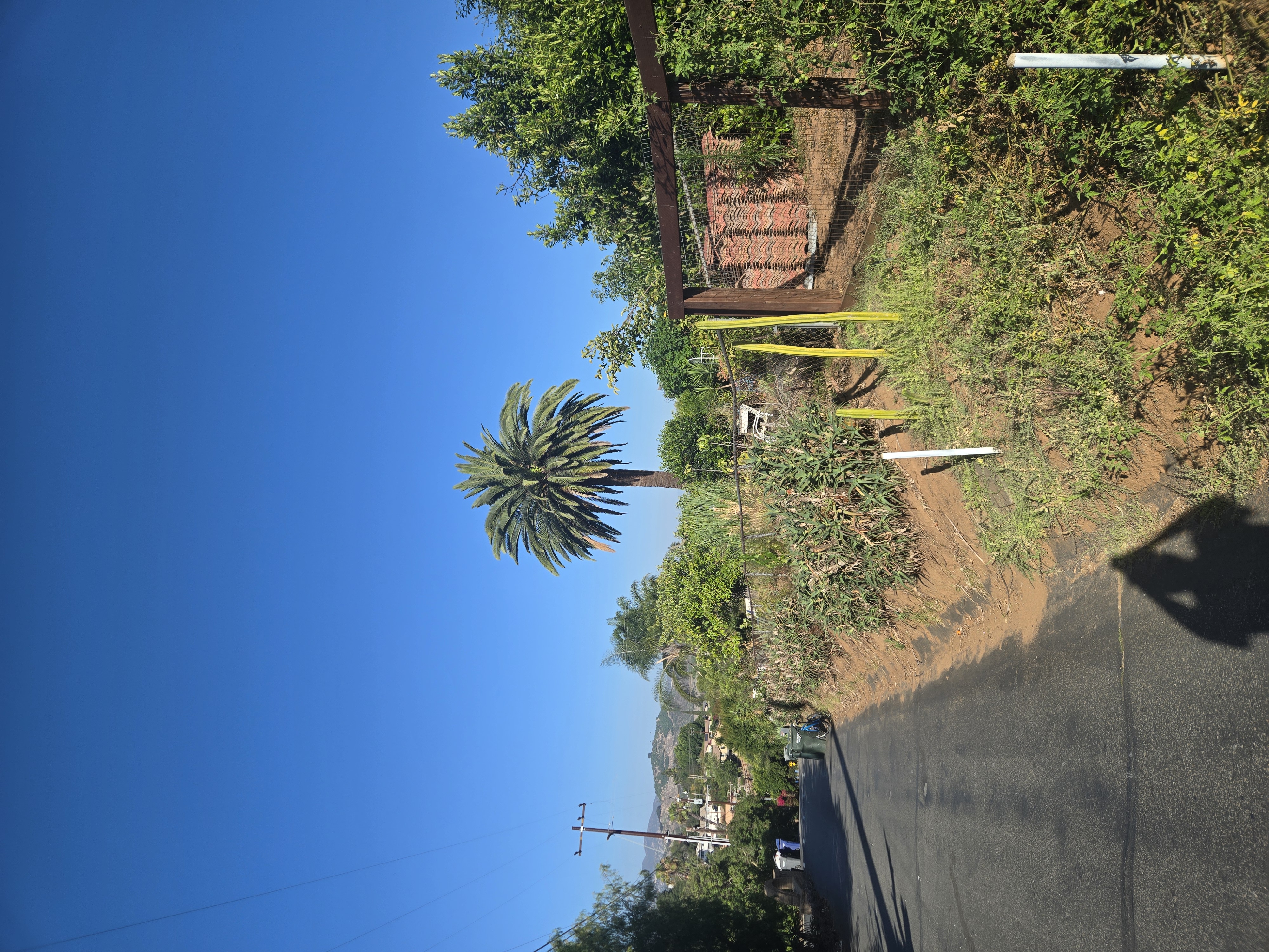Large mature Canary Island Date Palm in Old Escondido with clear blue sky