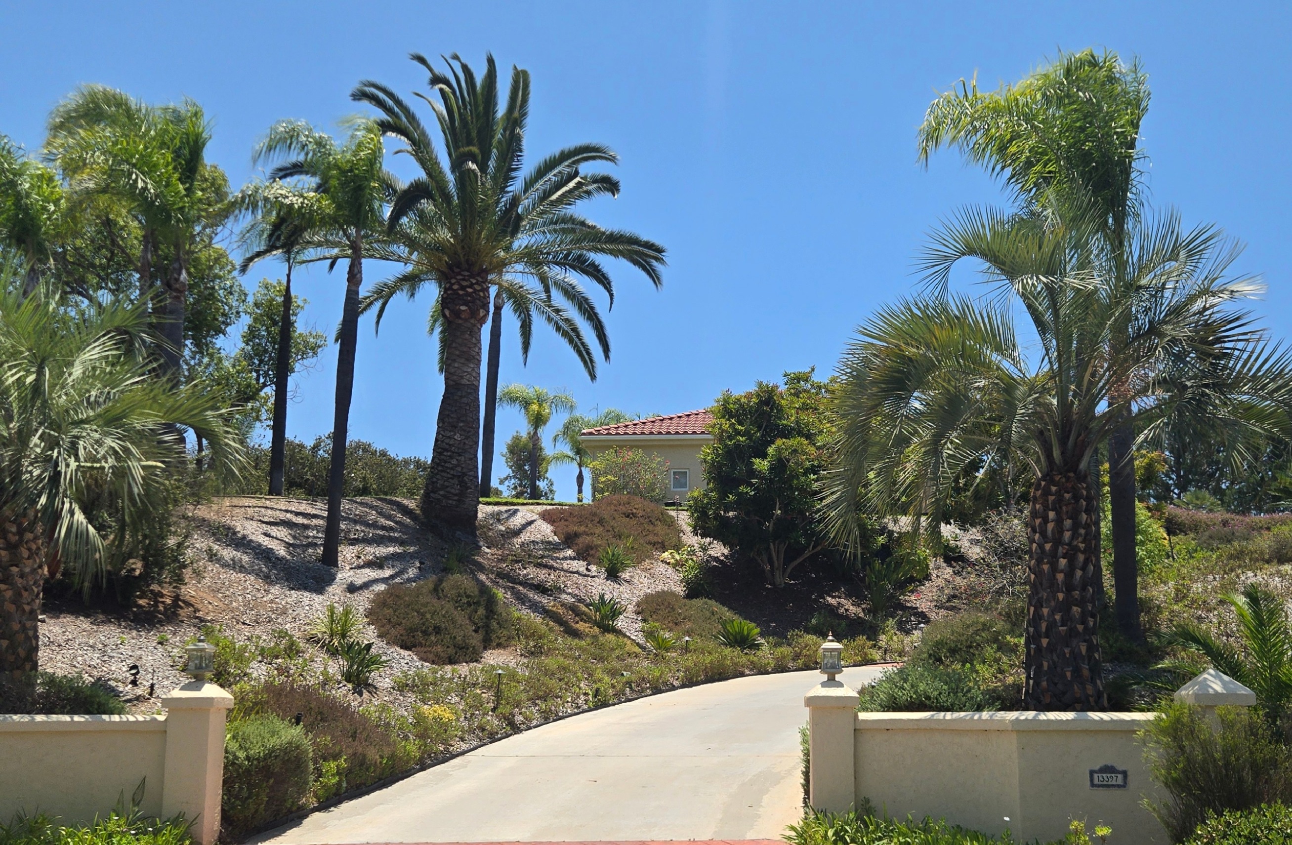 Blue hesper palm and Canary Island Date Palm in Poway landscape