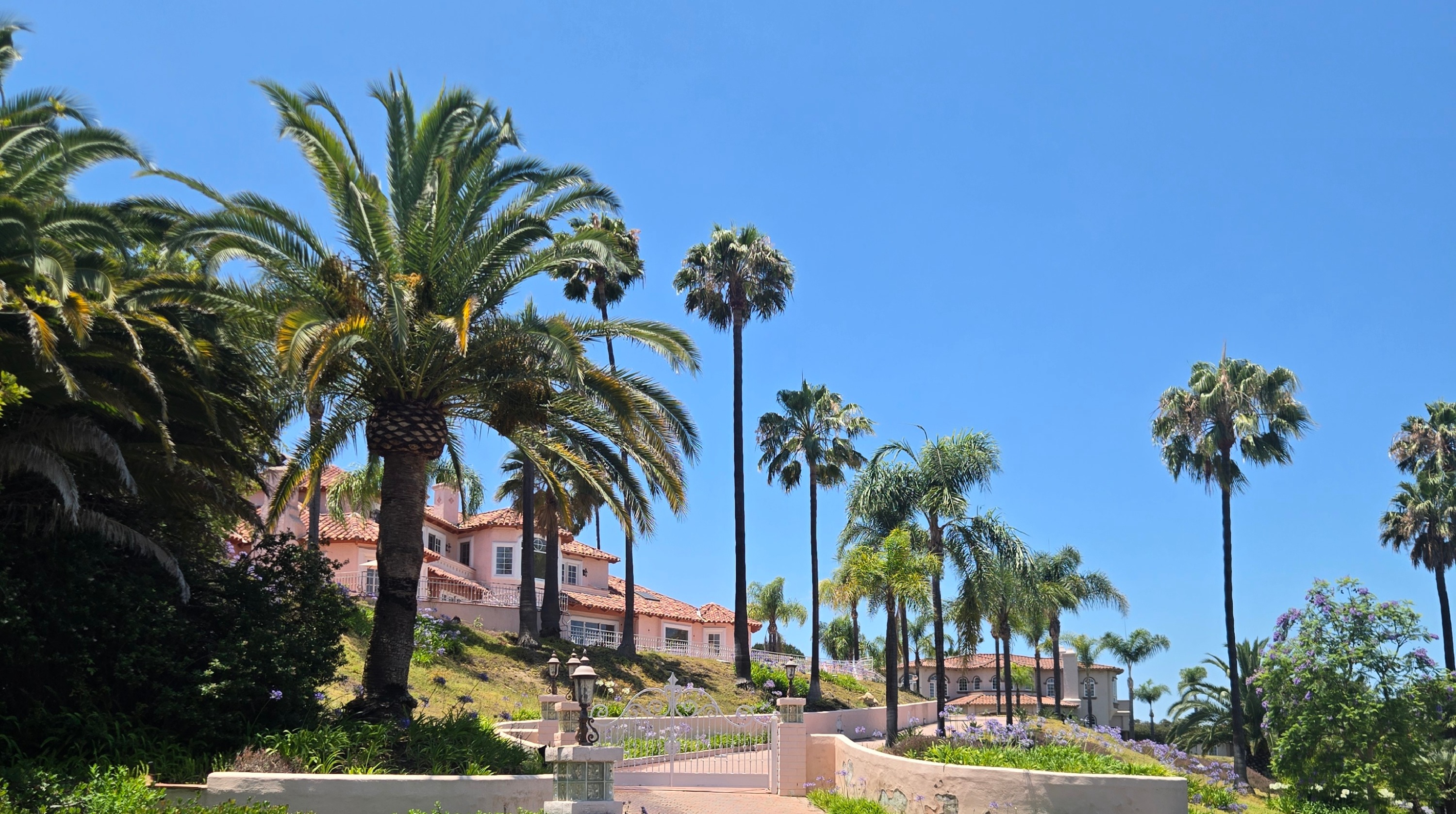 Canary Island Date Palm