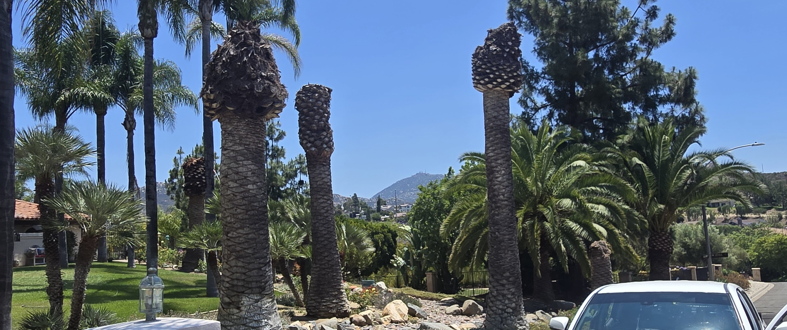 Dead Canary Island Date Palm near healthy palms in Poway