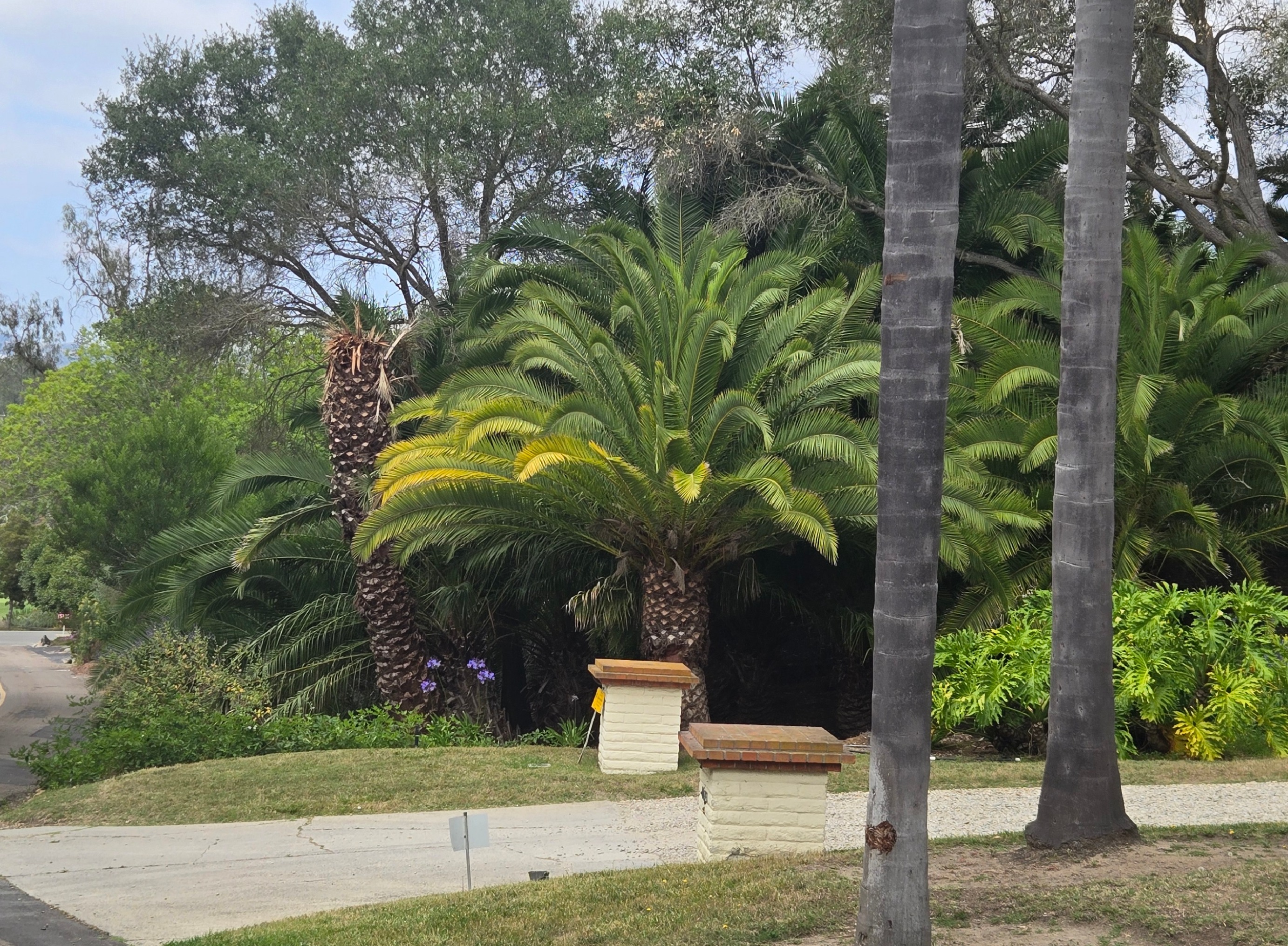 Severe palm decline example in Southern California