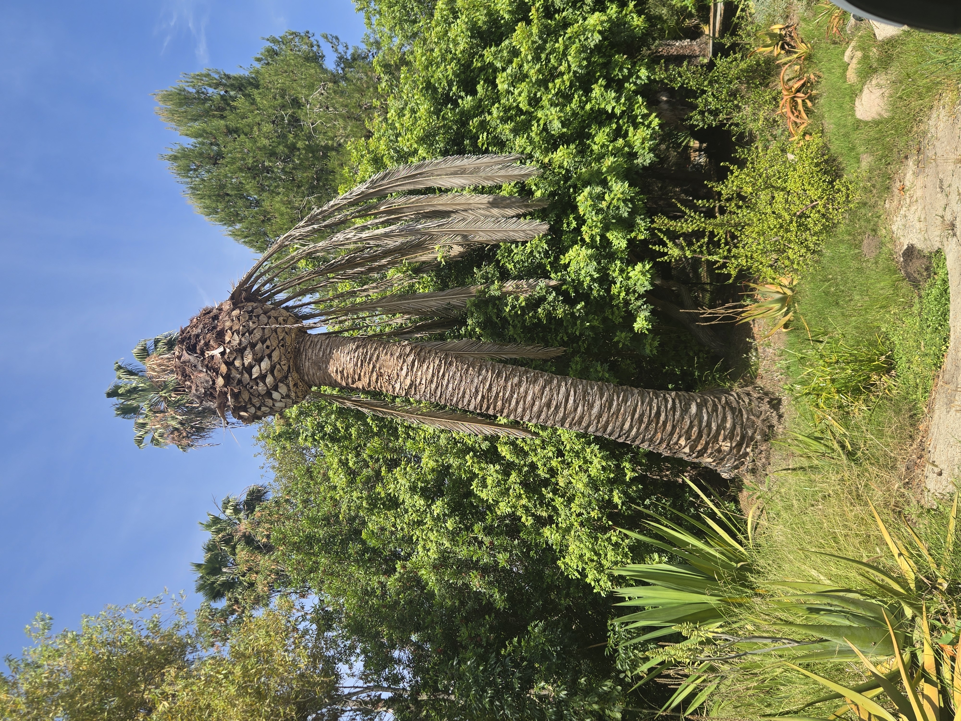 Severe palm decline example in Southern California