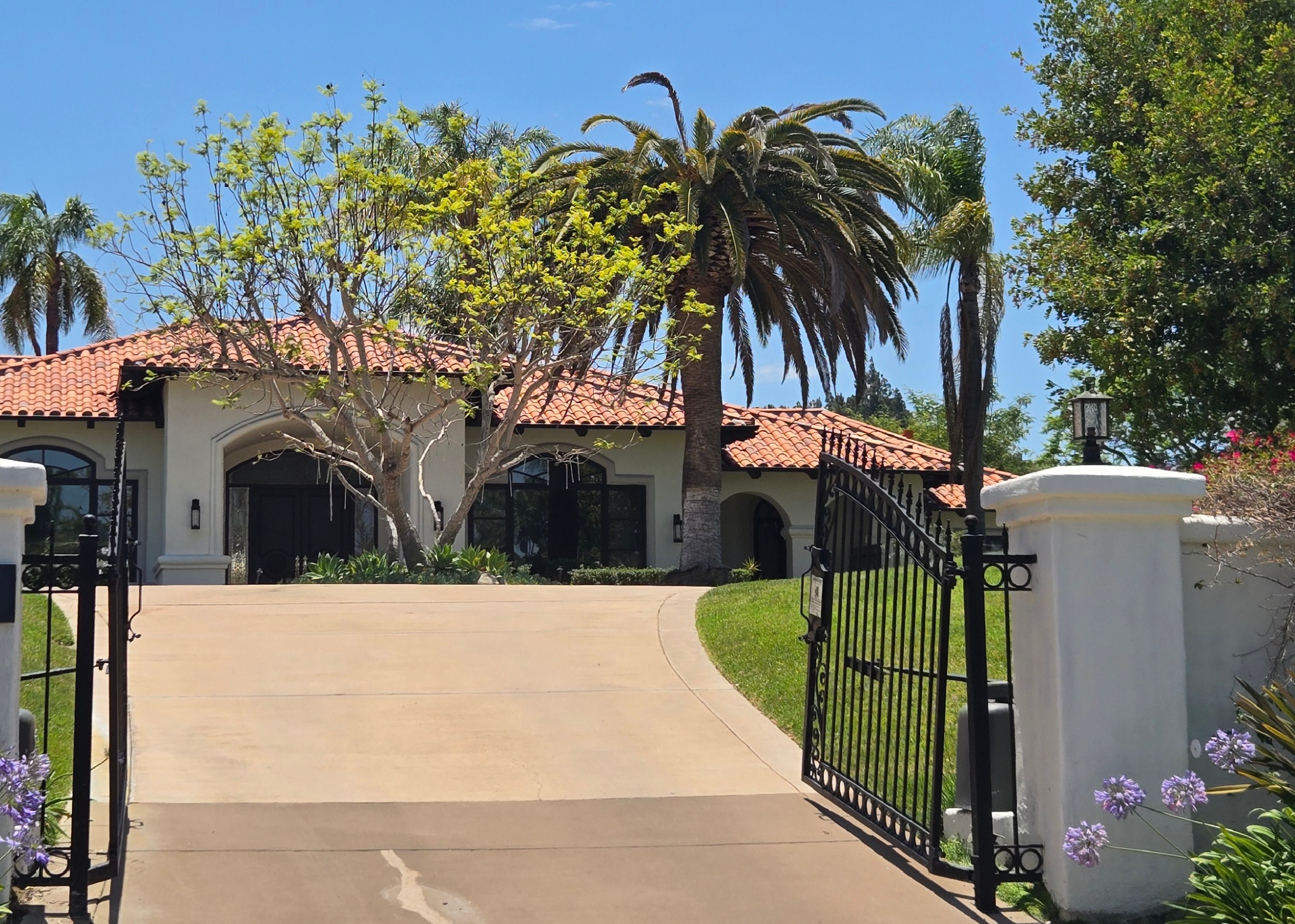 Canary Island Date Palm in Poway showing signs of decline