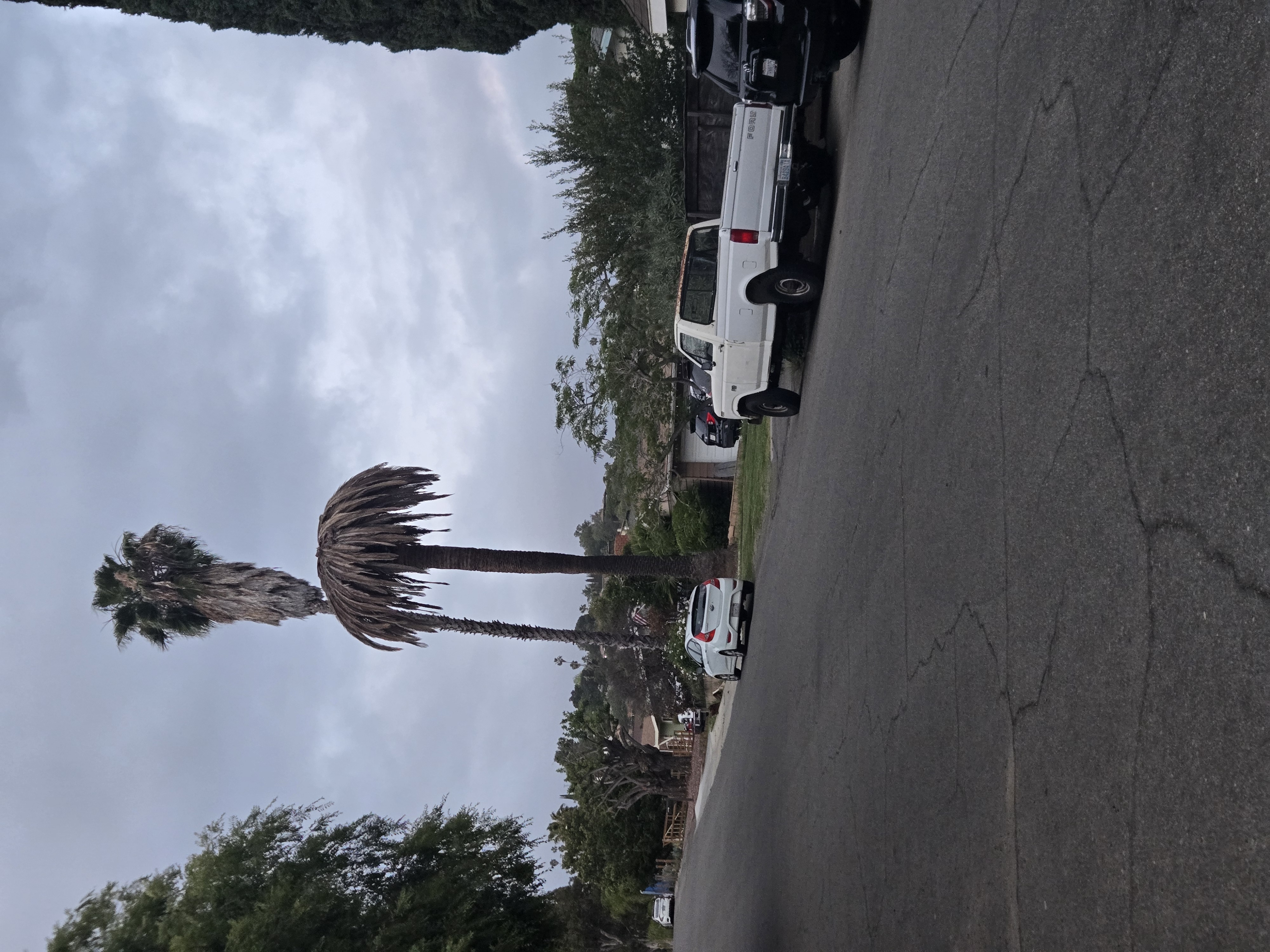 Possible SAPW related Canary Island Date Palm decline example