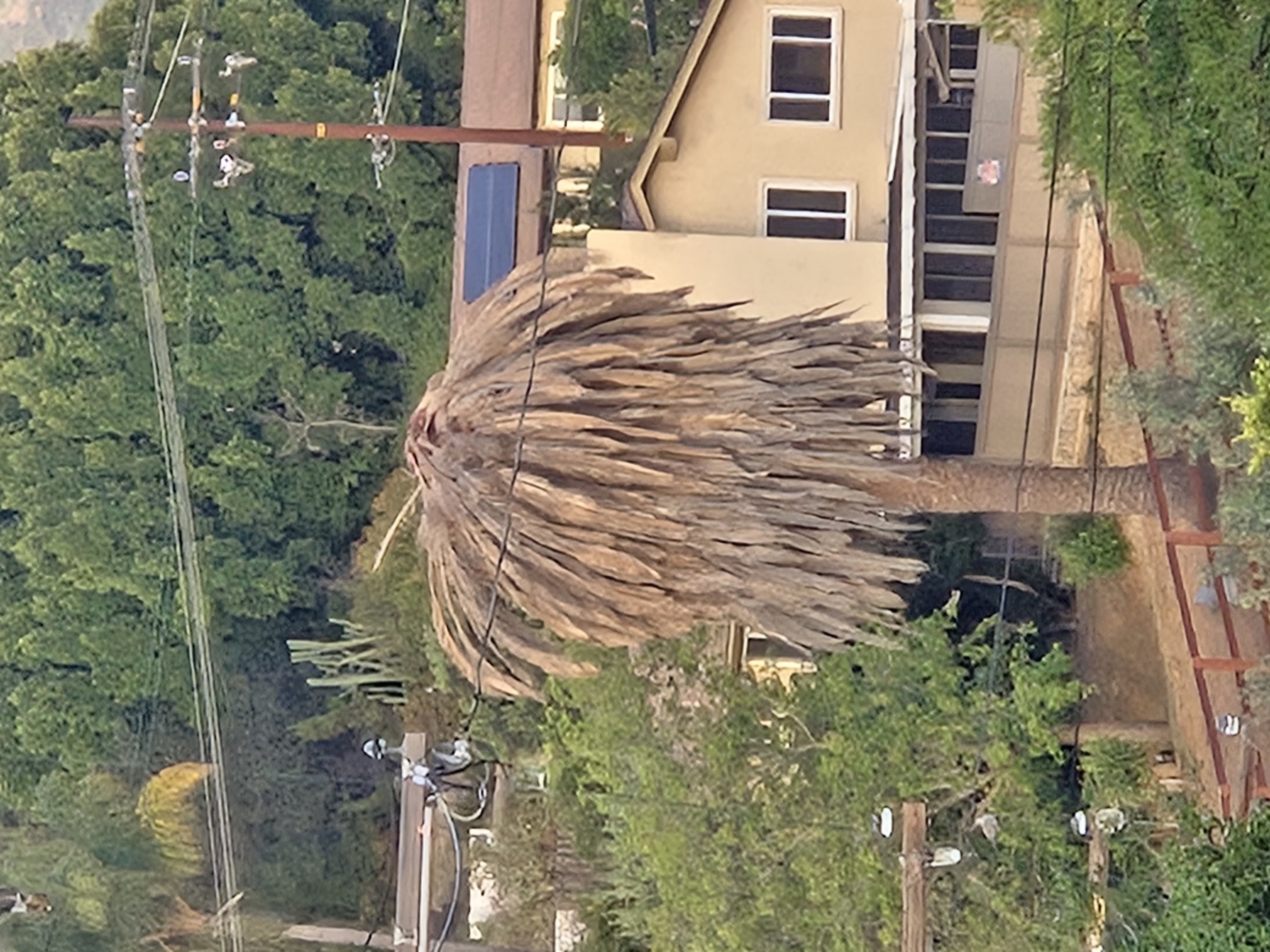 Palm crown decline example in North County San Diego