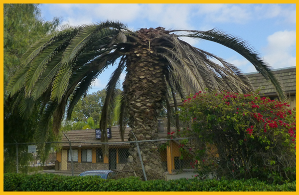 Suspected South American Palm Weevil activity palm damage example