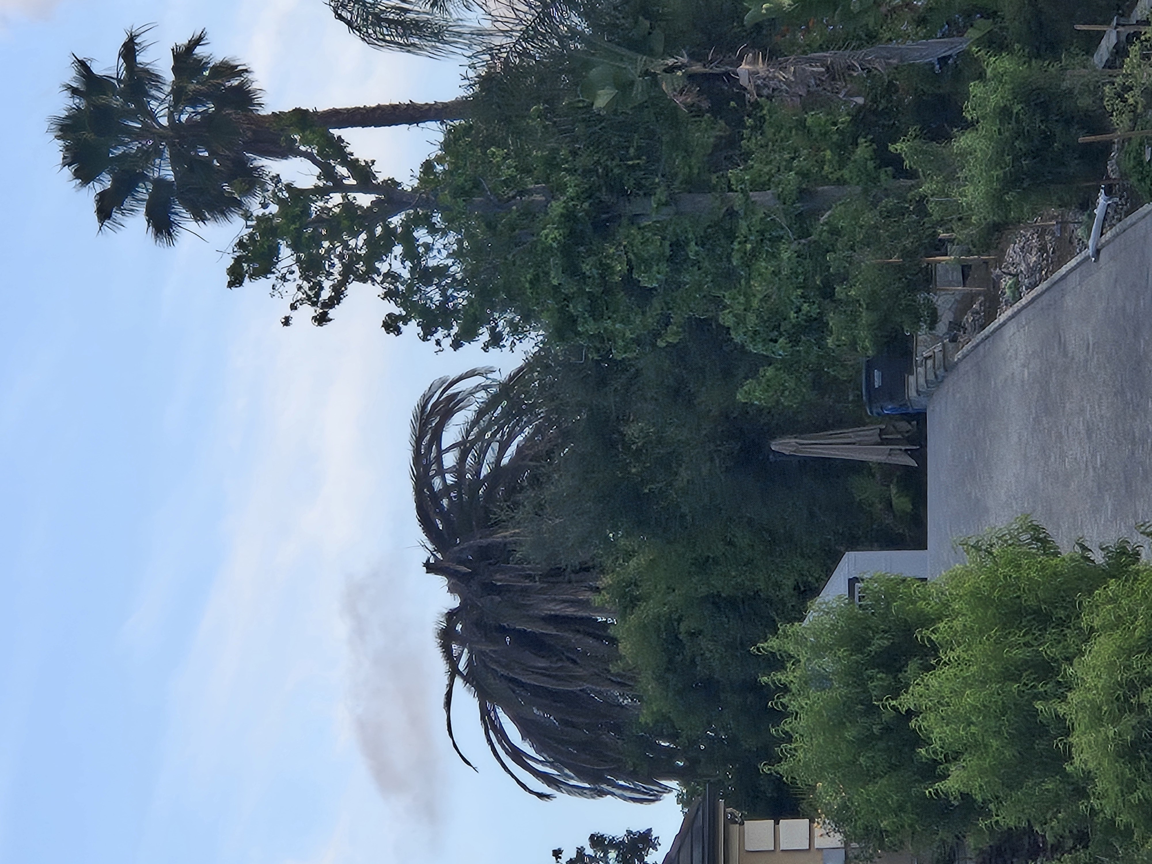 Canary Island Date Palm decline warning sign example