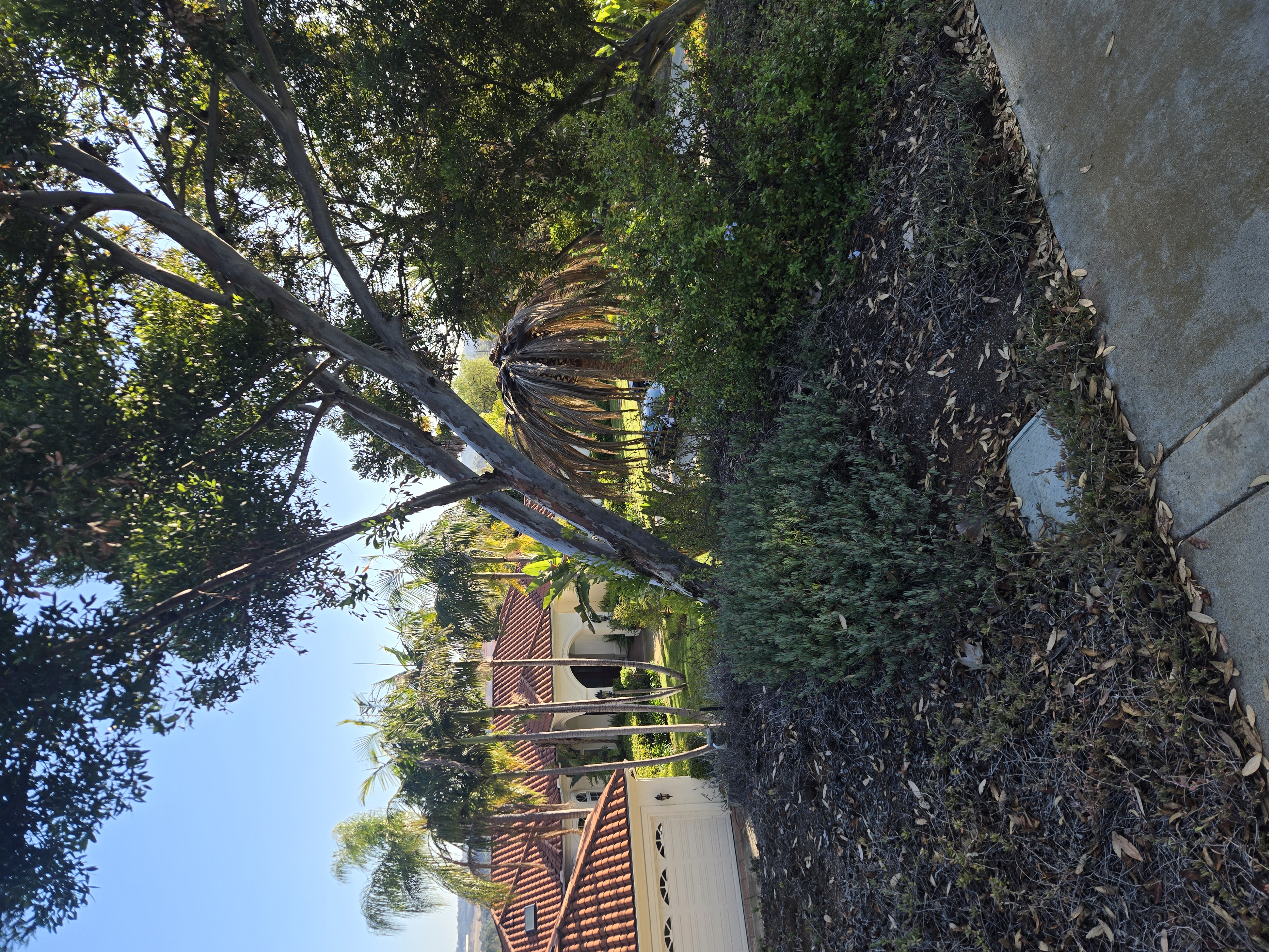 San Diego palm decline example showing possible pest pressure