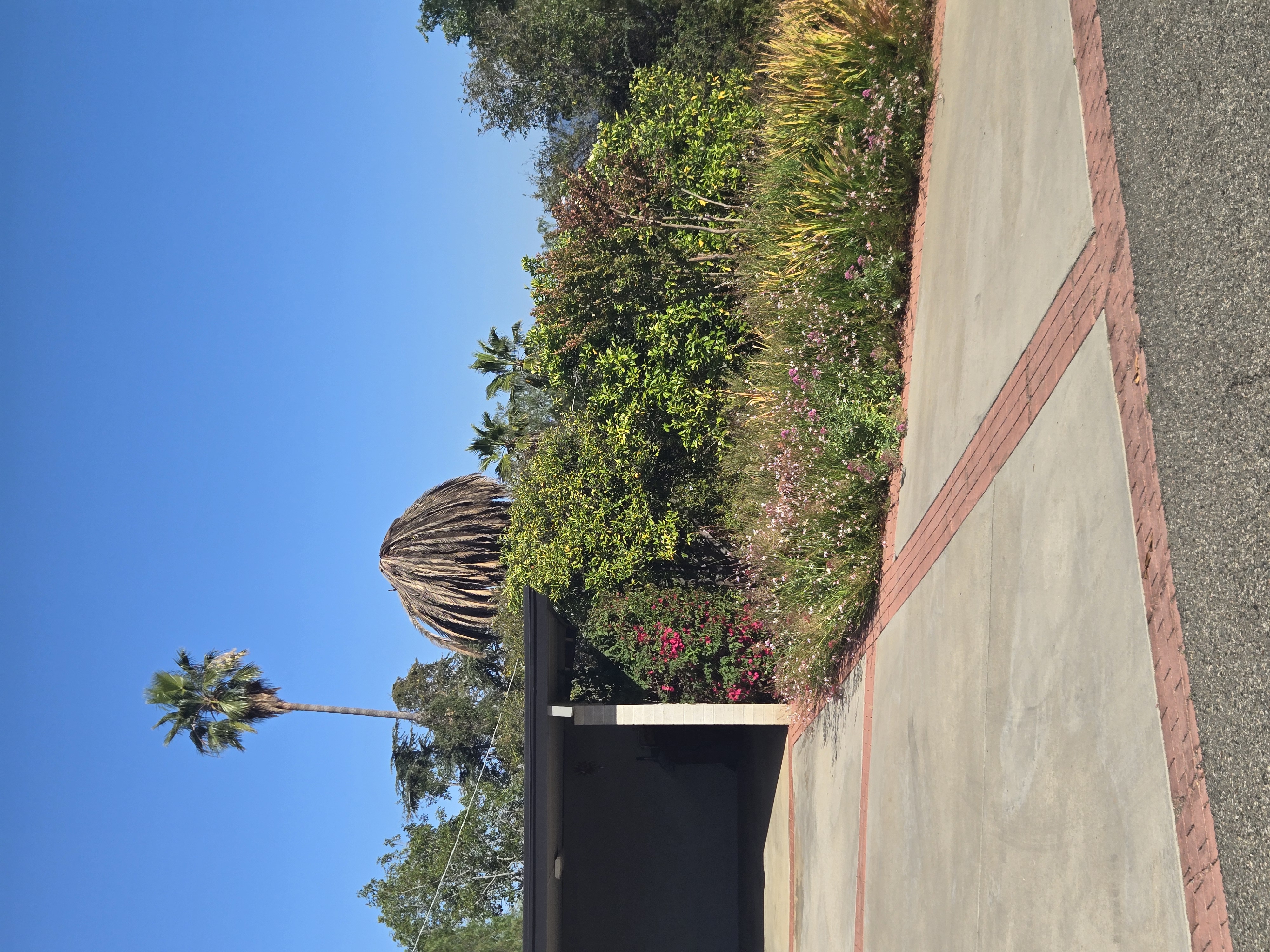 Palm decline example in Southern California