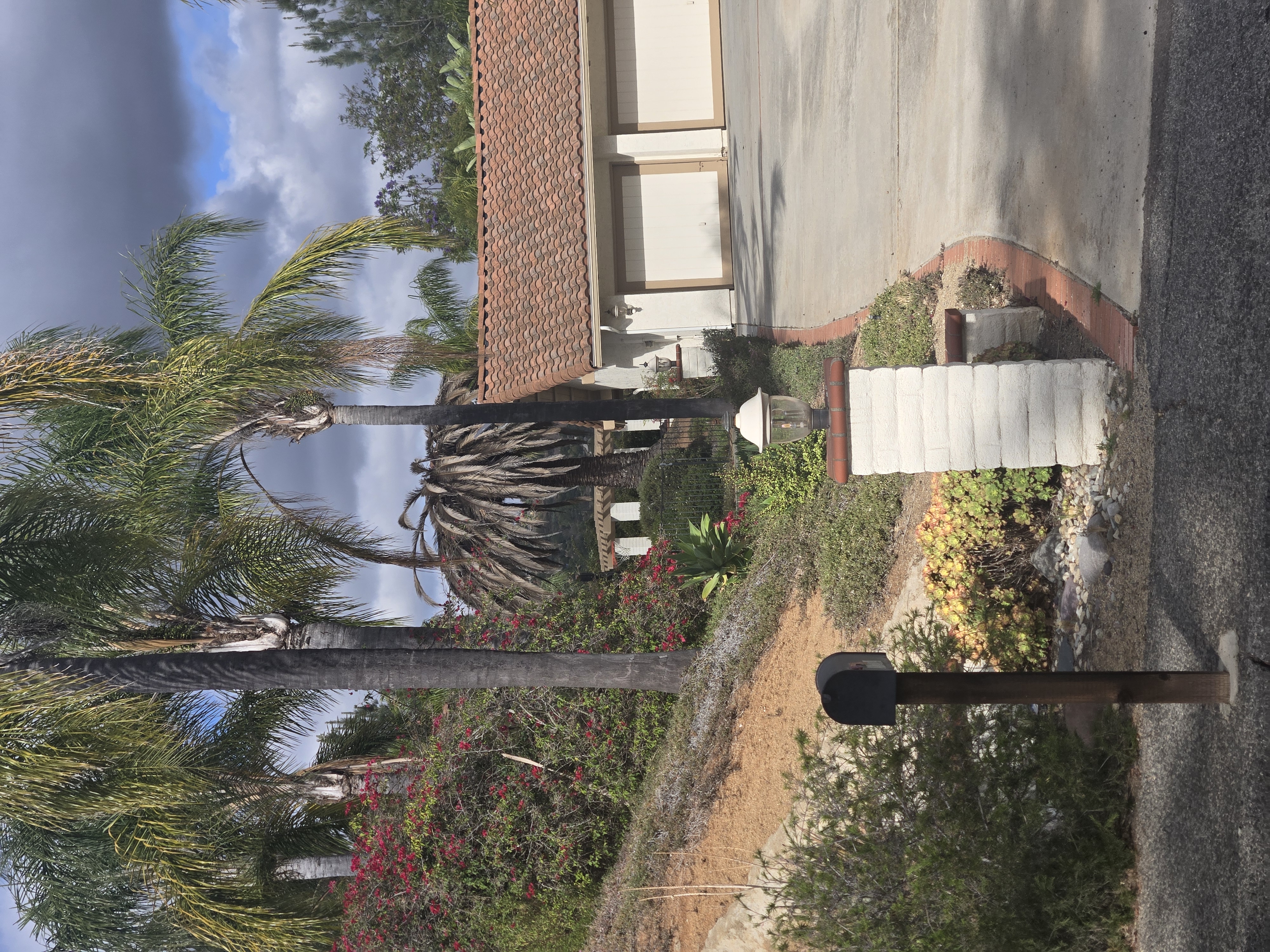Severe palm decline example in Southern California