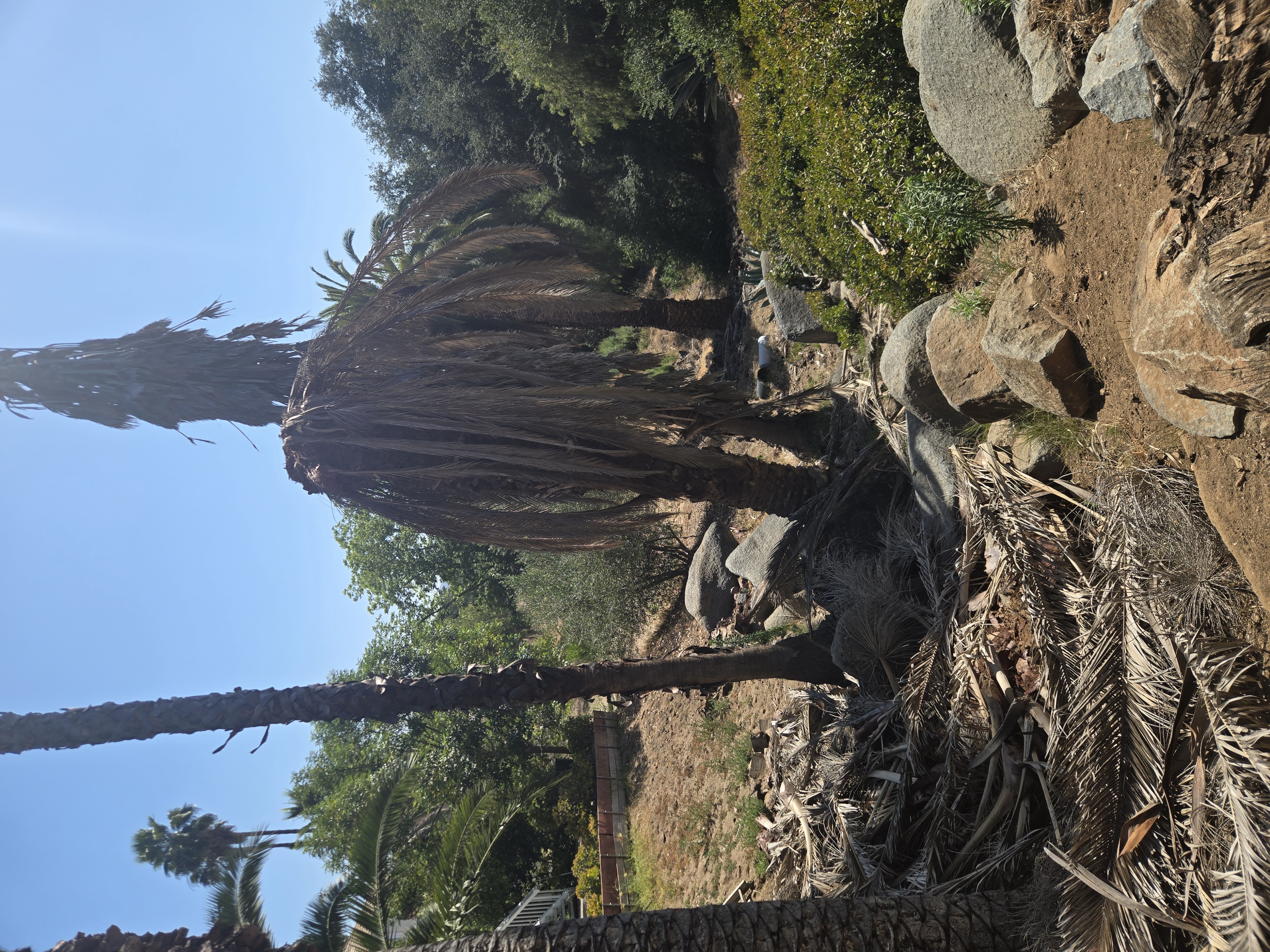Healthy Canary Island Date Palms near declining palms in a high-risk setting