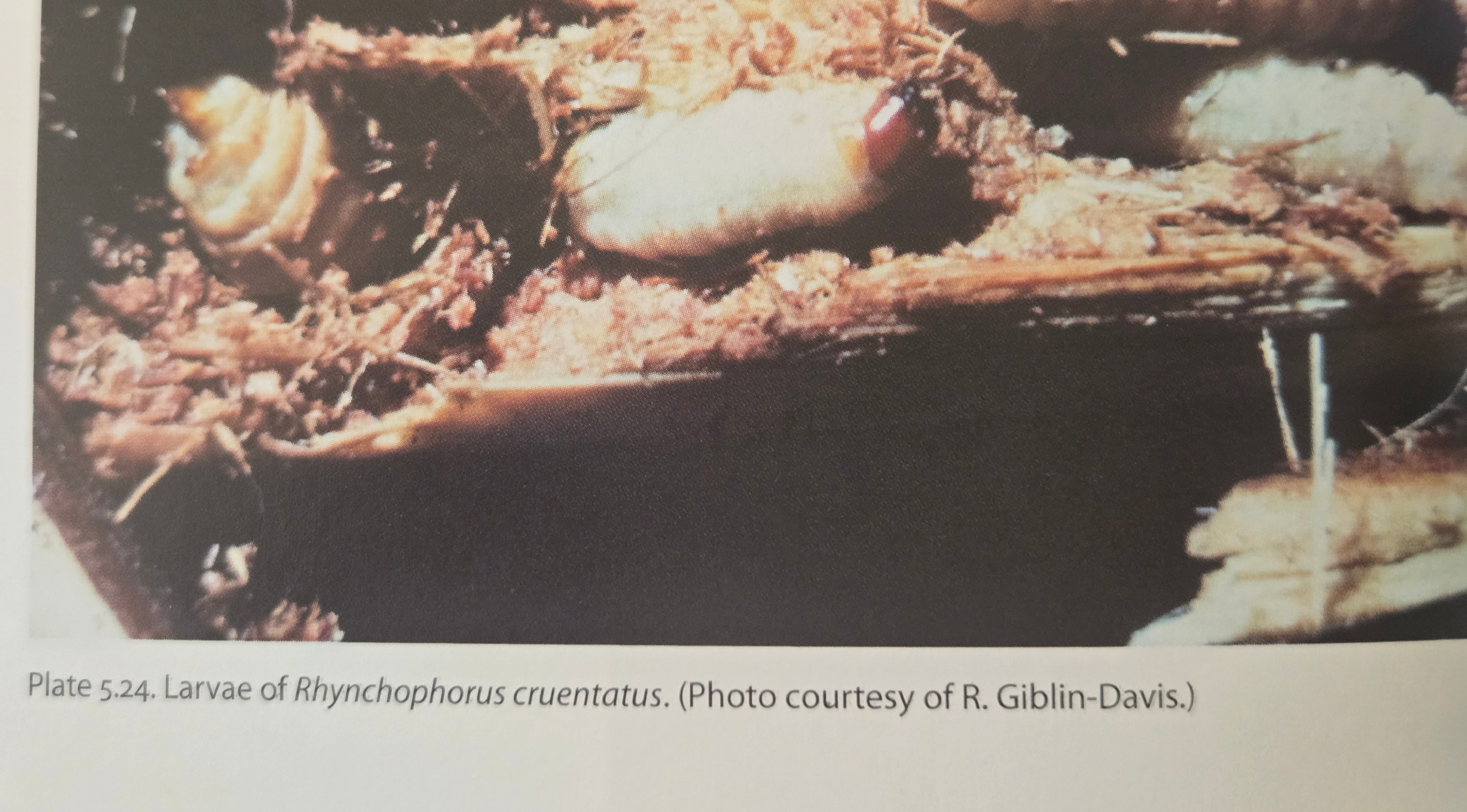 Reference image of Rhynchophorus cruentatus larvae for comparison
