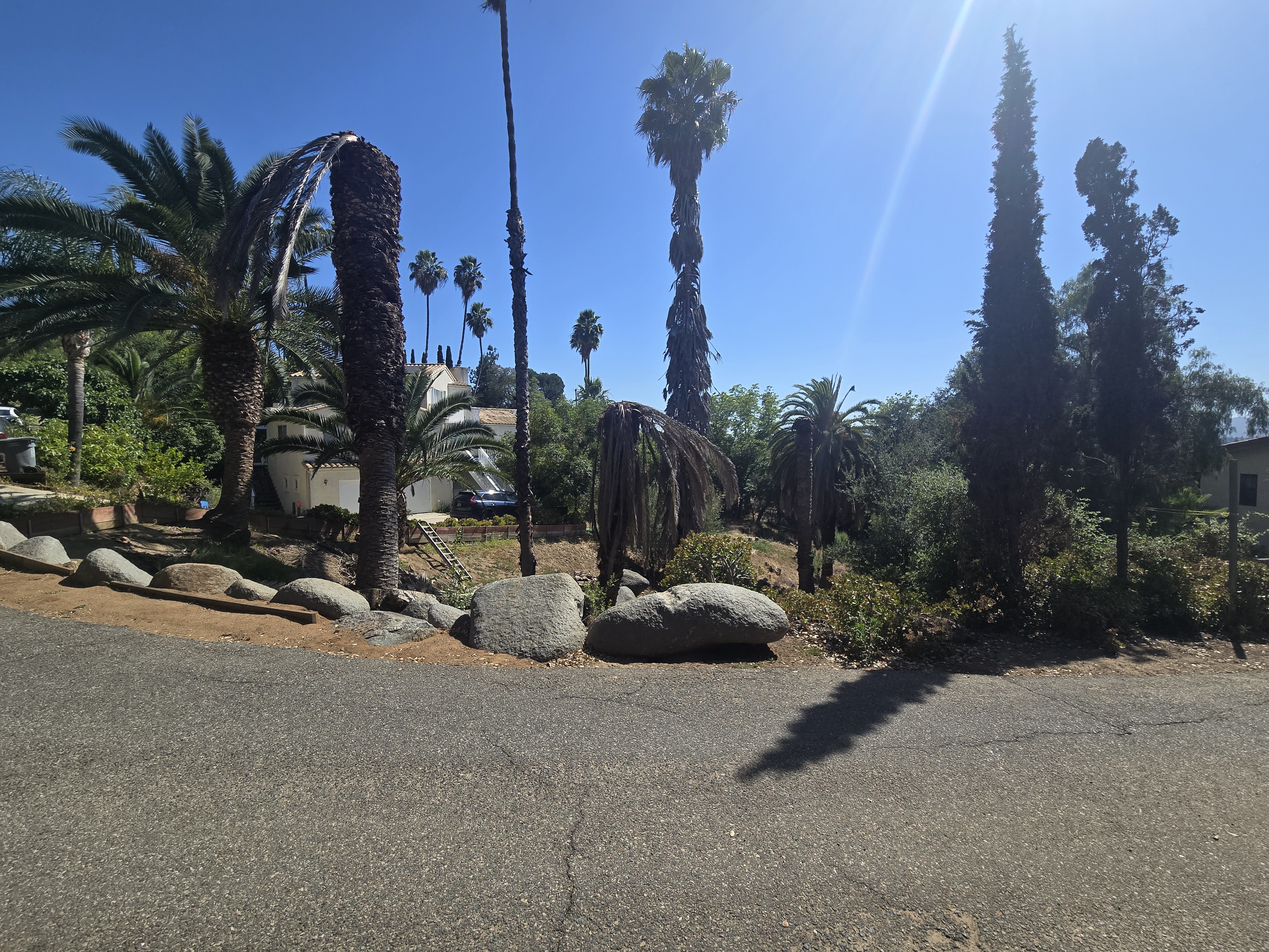 Canary Island Date Palm decline example in North County