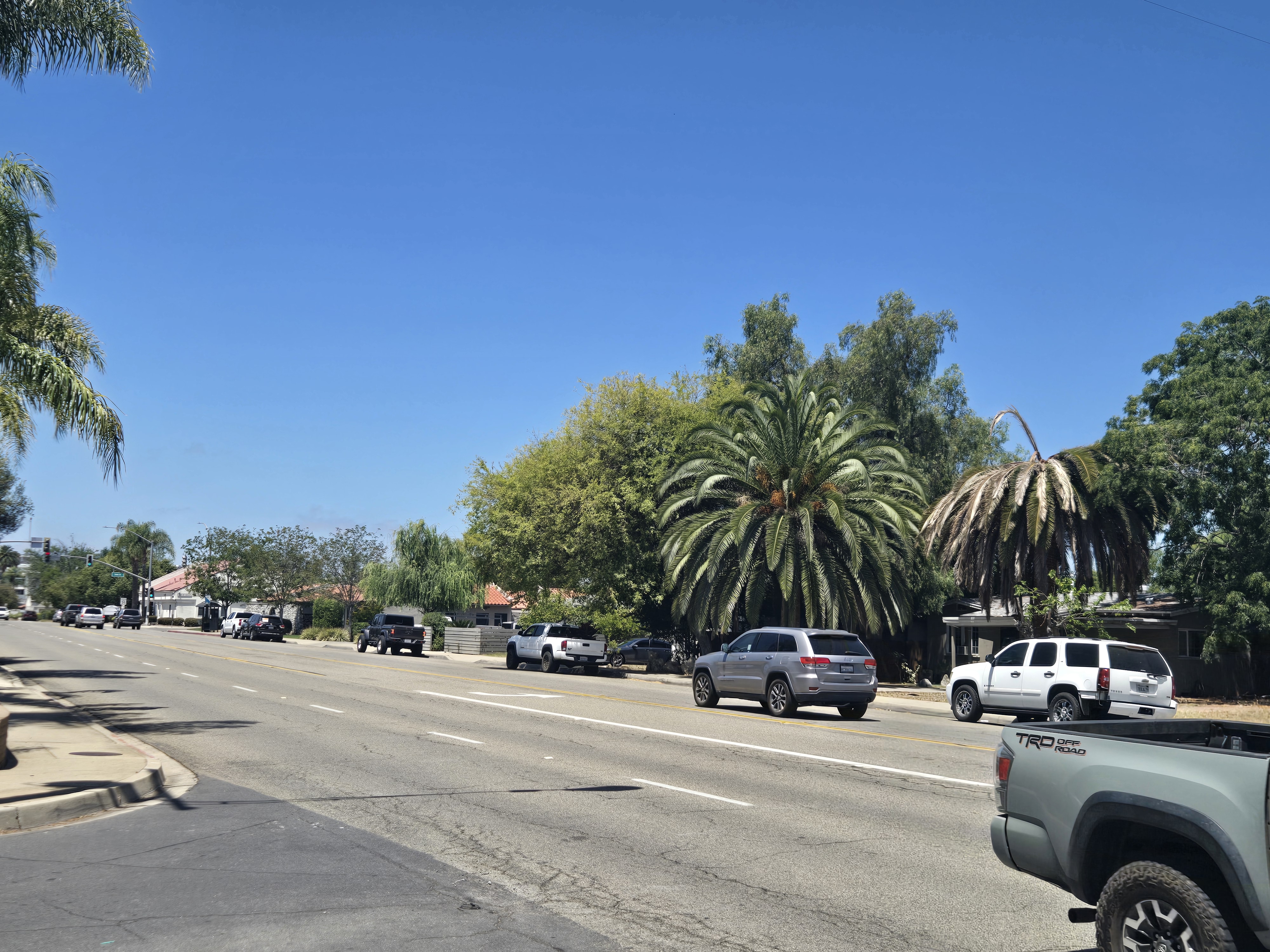 Healthy and declining Canary palms across the street from one another on Grand Avenue