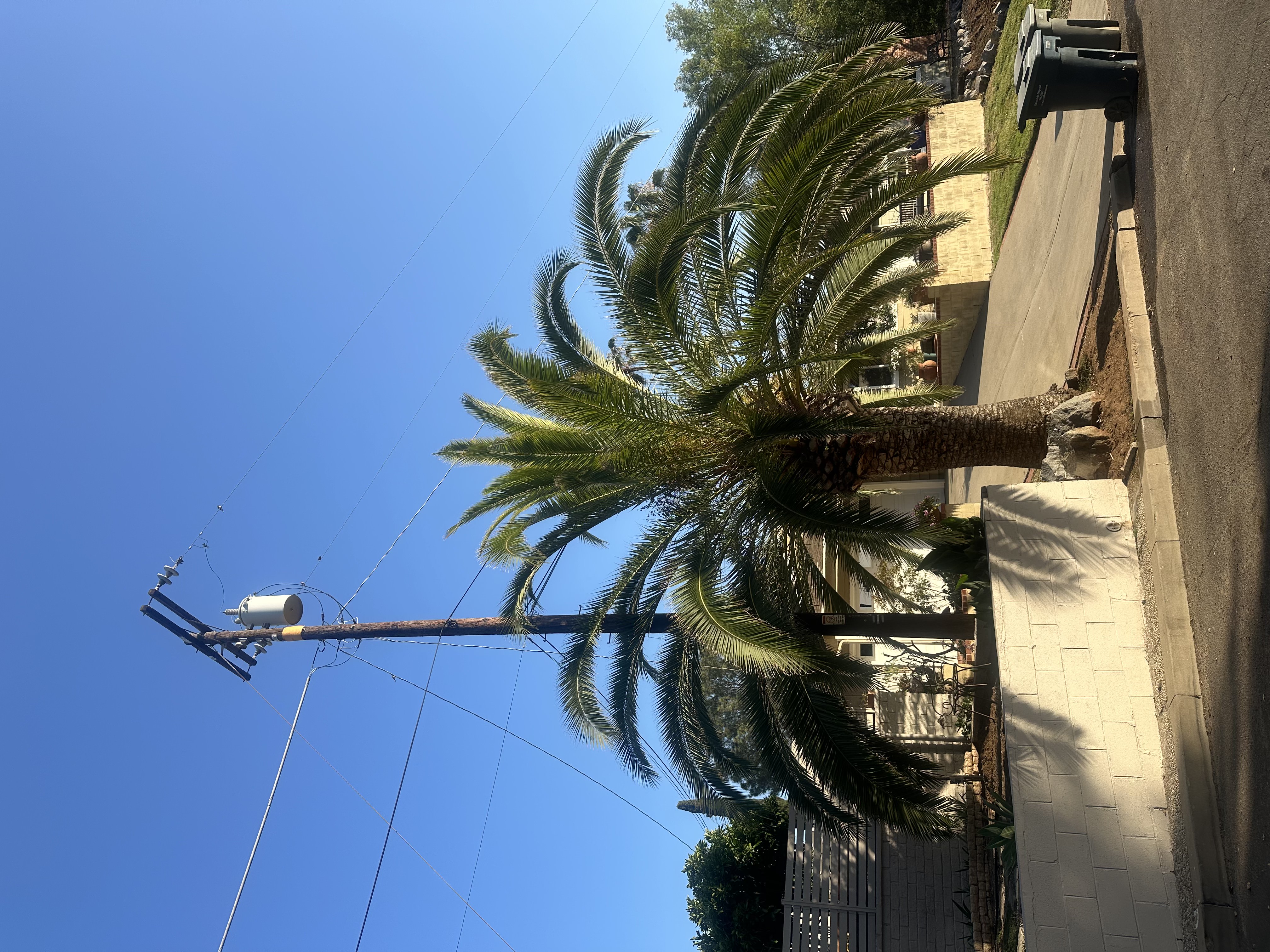 Healthy Canary Island Date Palm in Old Escondido