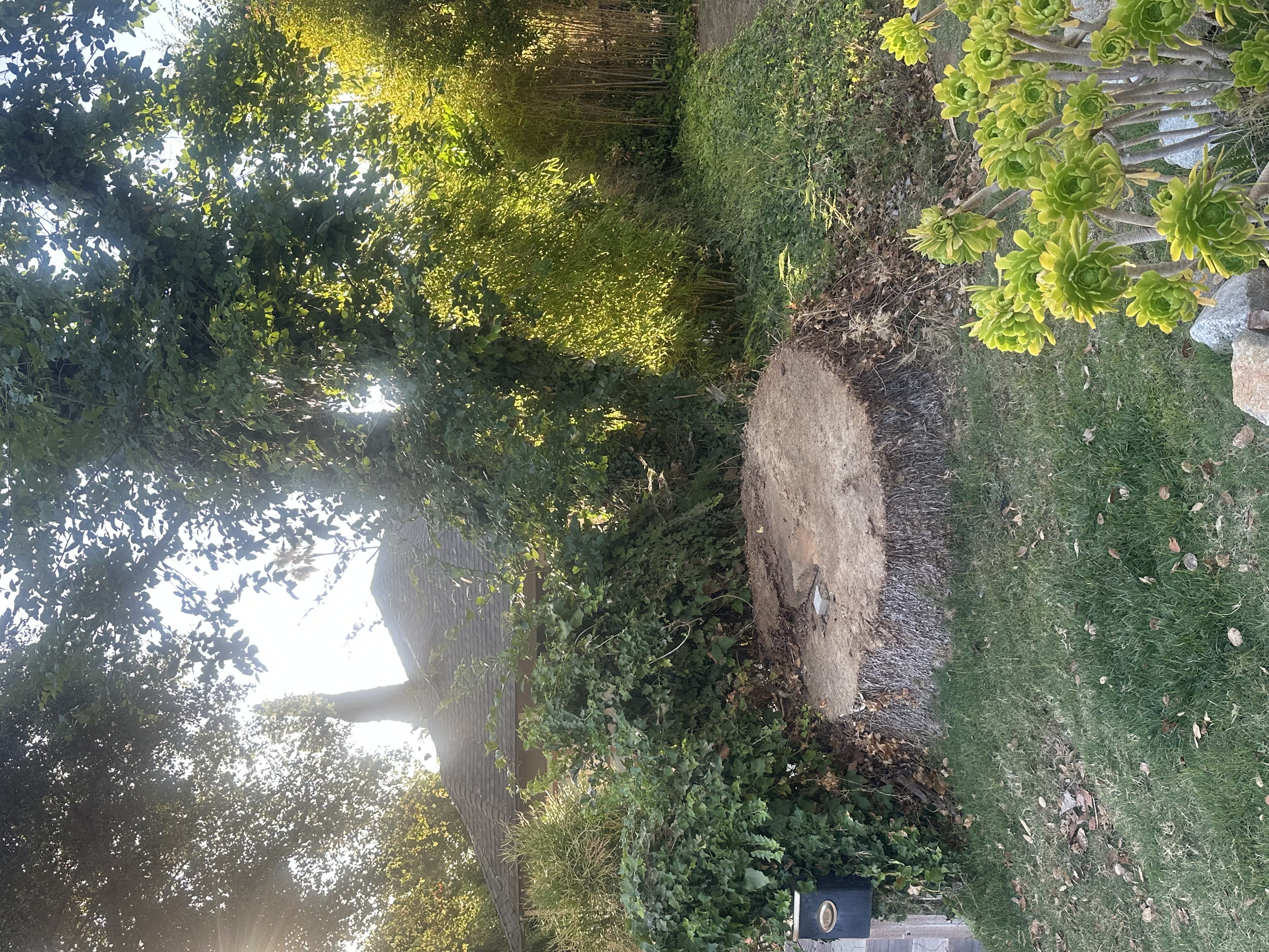Palm stump from a recently removed Canary Island Date Palm