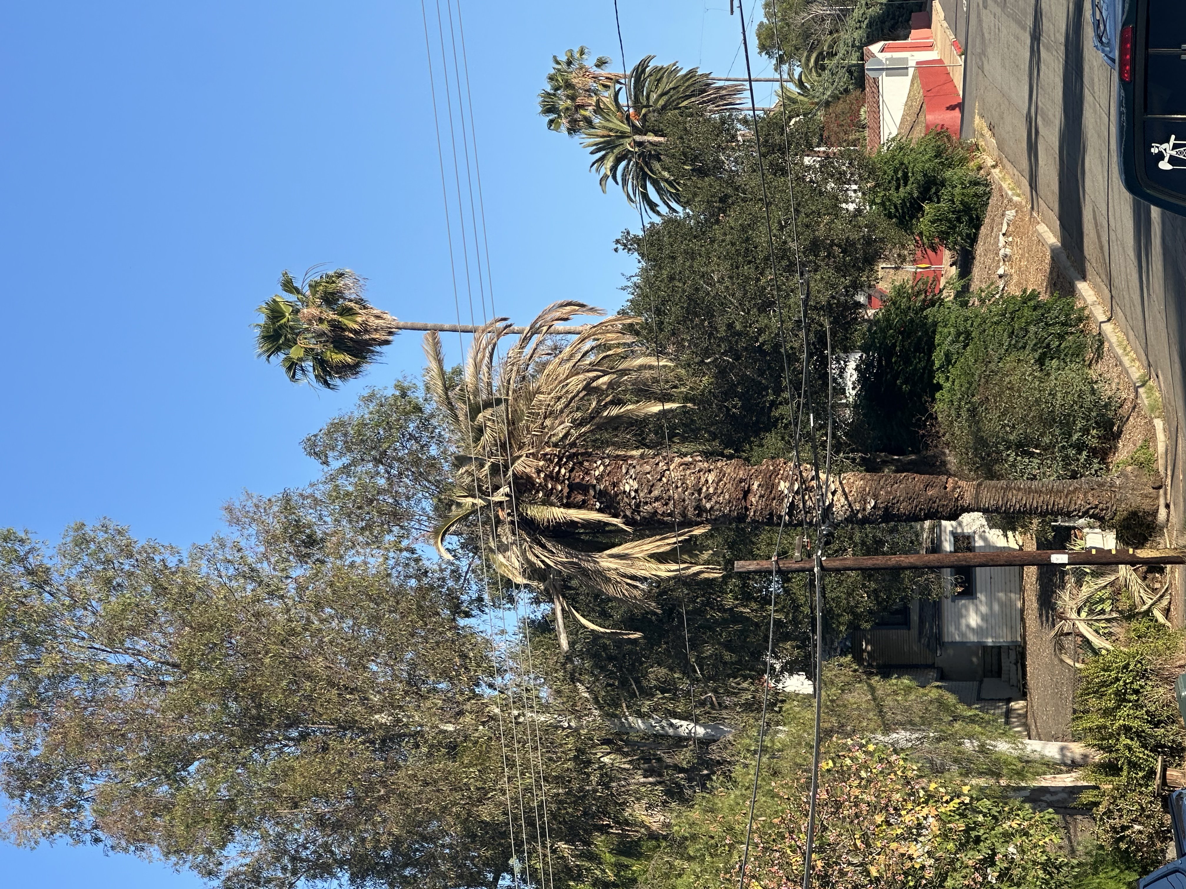Severe palm decline example in Southern California