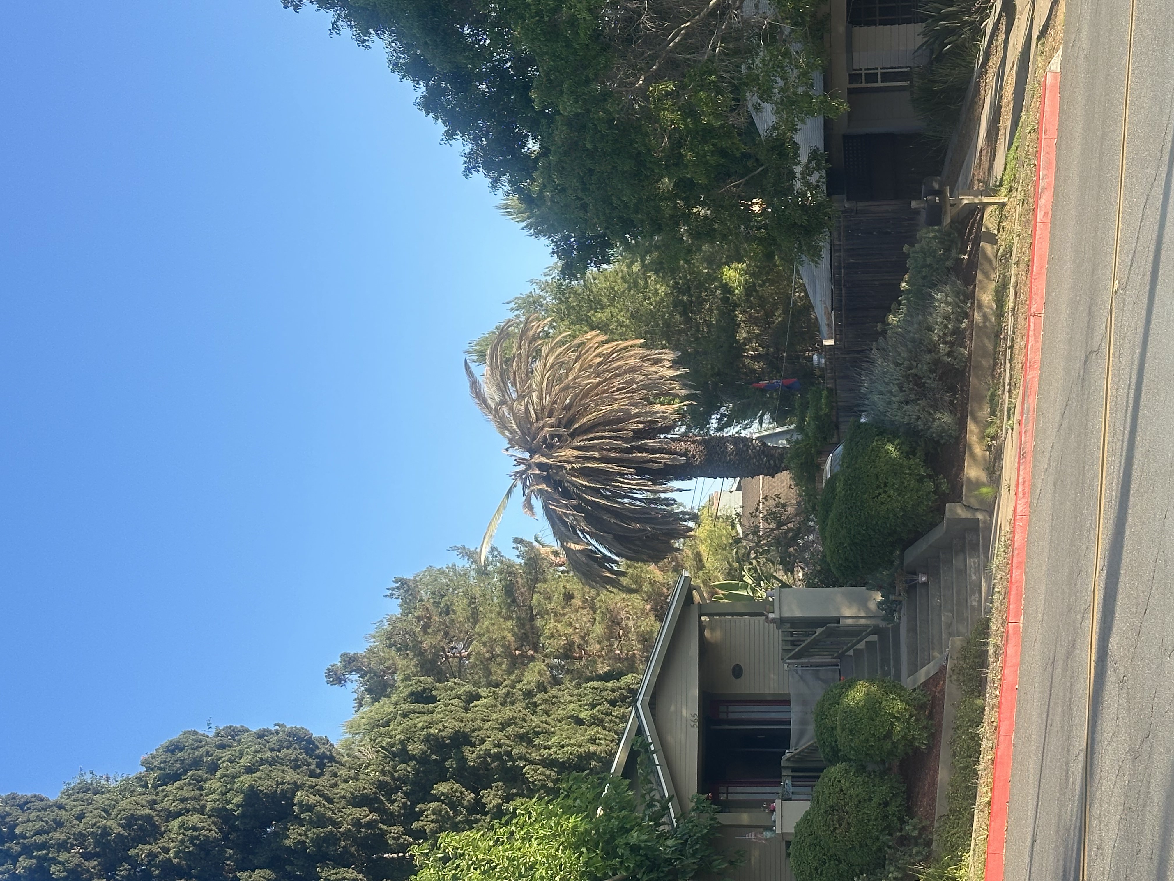 Severe palm decline example in Southern California