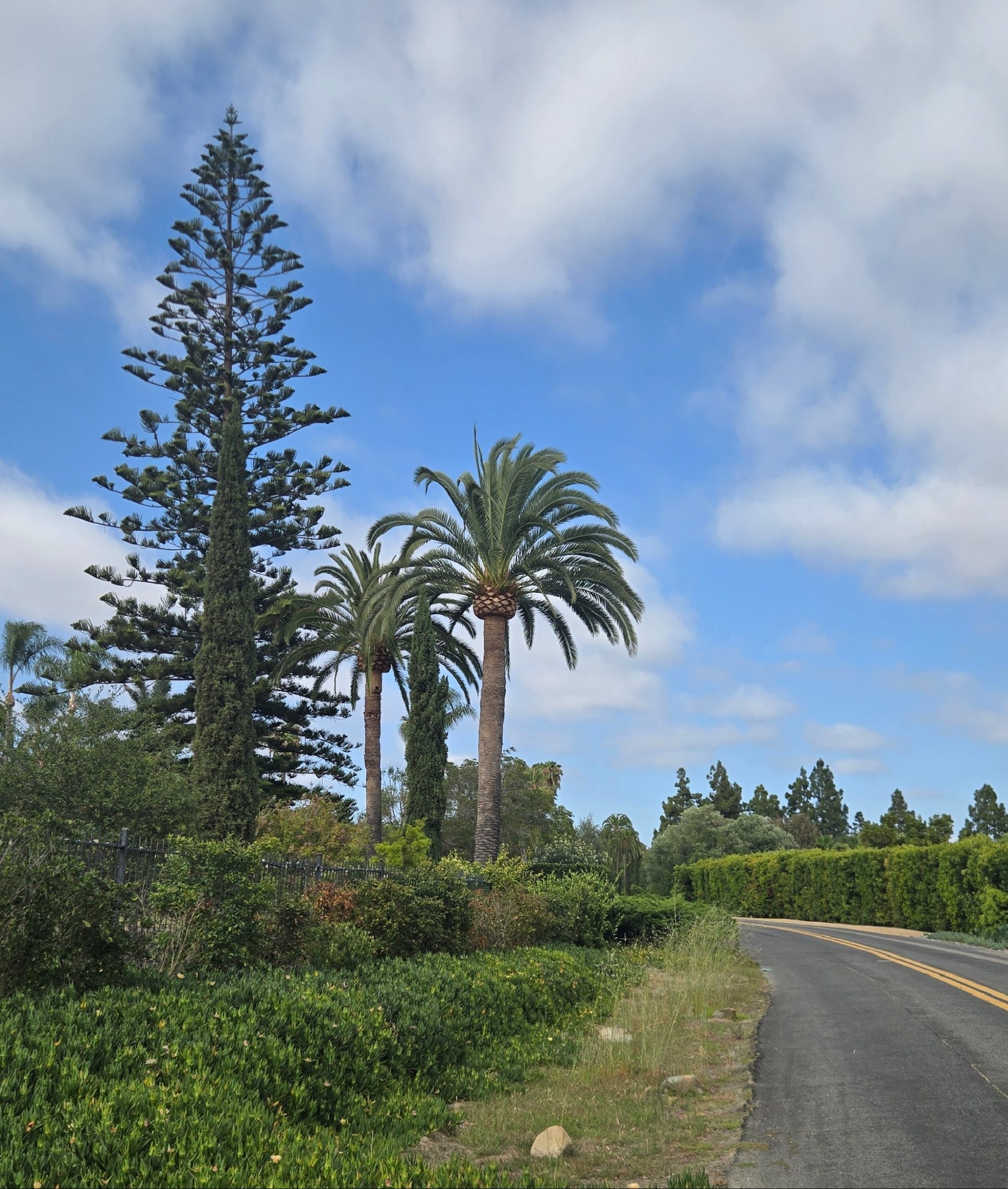 Mature palms along a Rancho Santa Fe landscape