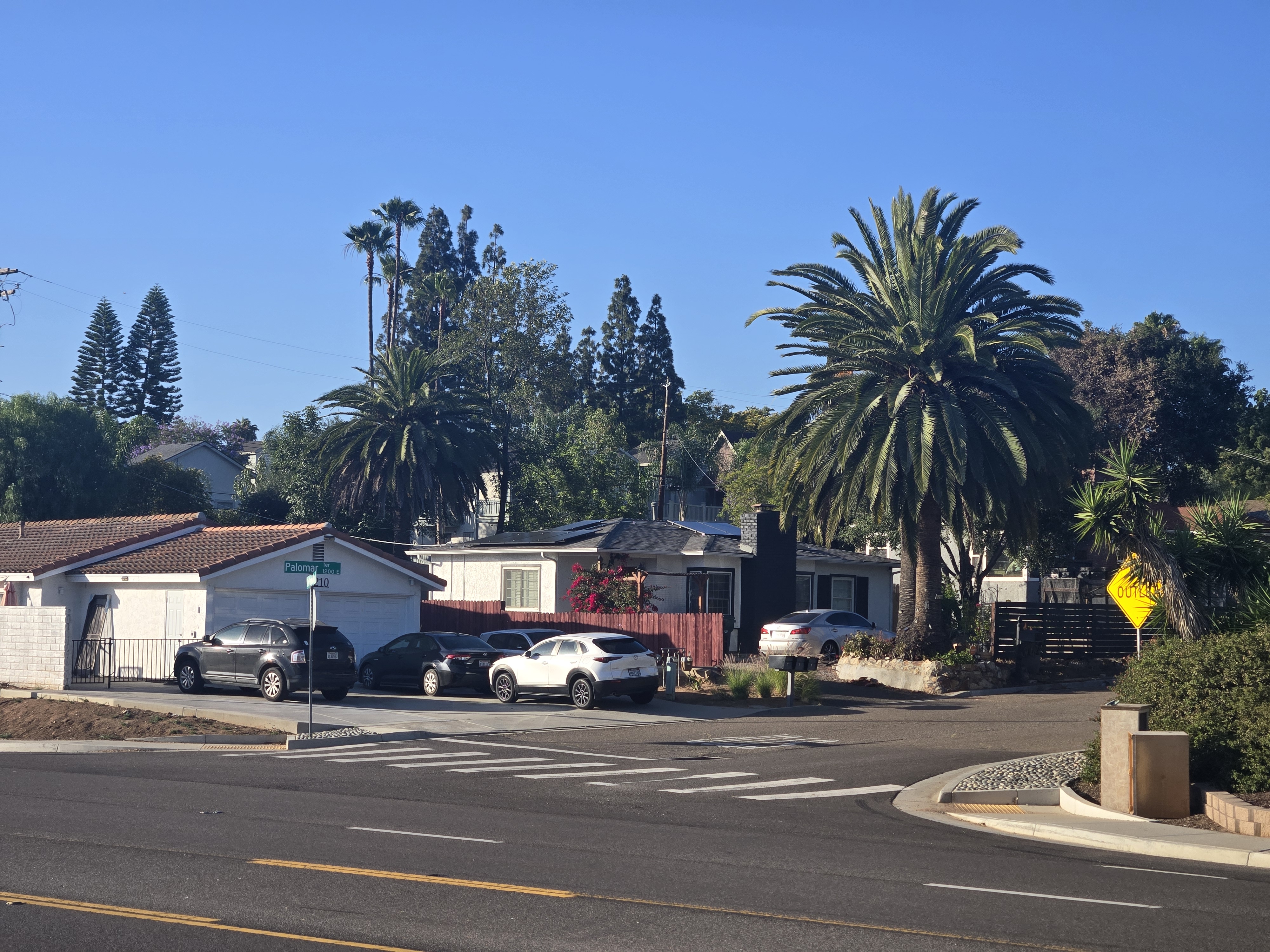 Mature Canary Island Date Palm near historic Escondido homes