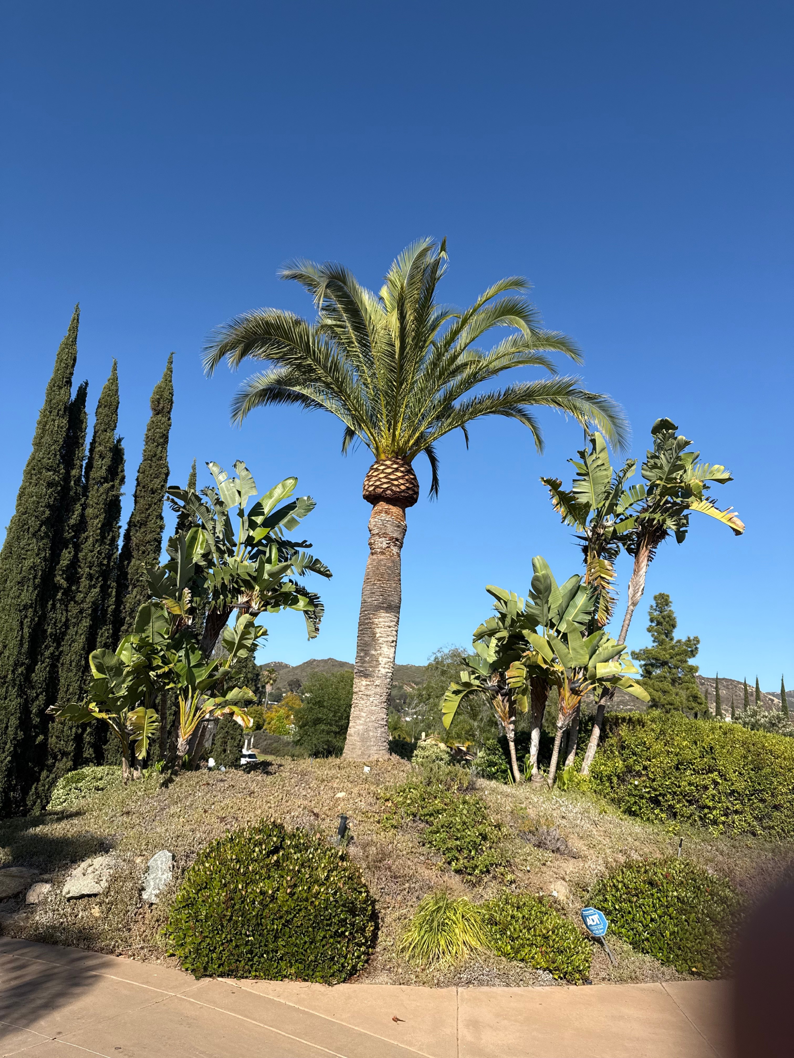 Specimen palm landscape inspiration