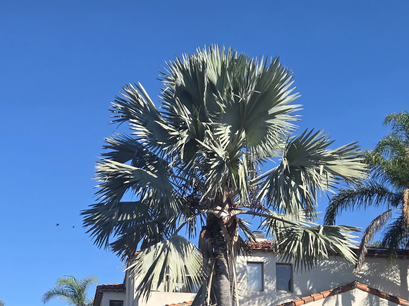 Mature silver Bismarck palm with its complete crown visible in a San Diego County property landscape