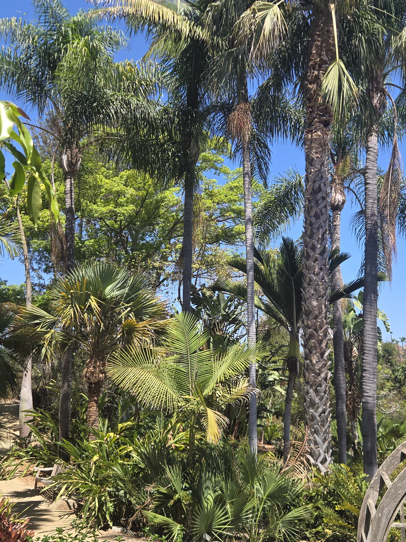 Mature palms photographed in the San Diego Botanic Garden landscape during an SDPP service visit