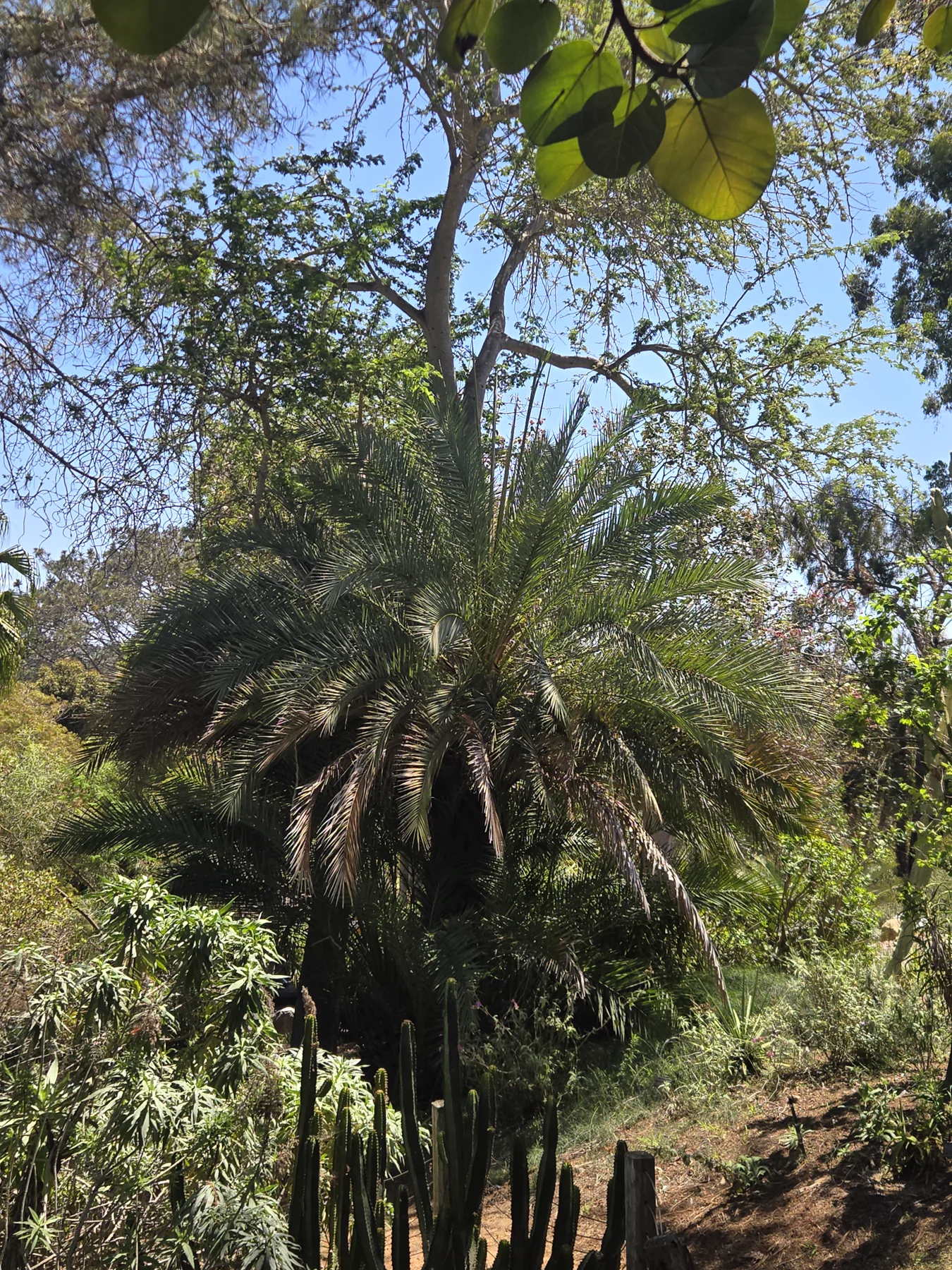 Labeled Chilean wine palm photographed during an SDPP San Diego Botanic Garden service visit