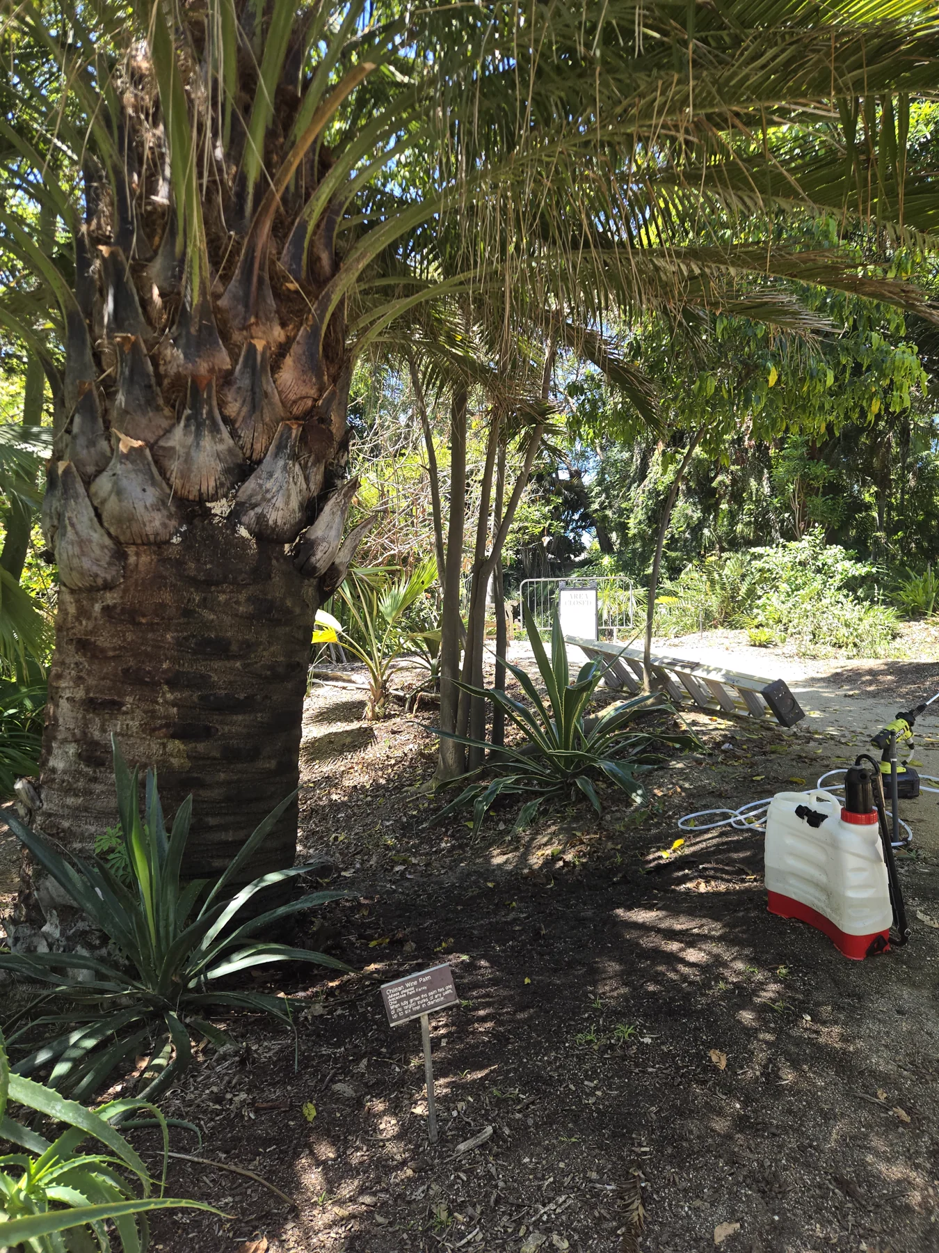 SDPP equipment beside a labeled Chilean wine palm during a San Diego Botanic Garden service visit