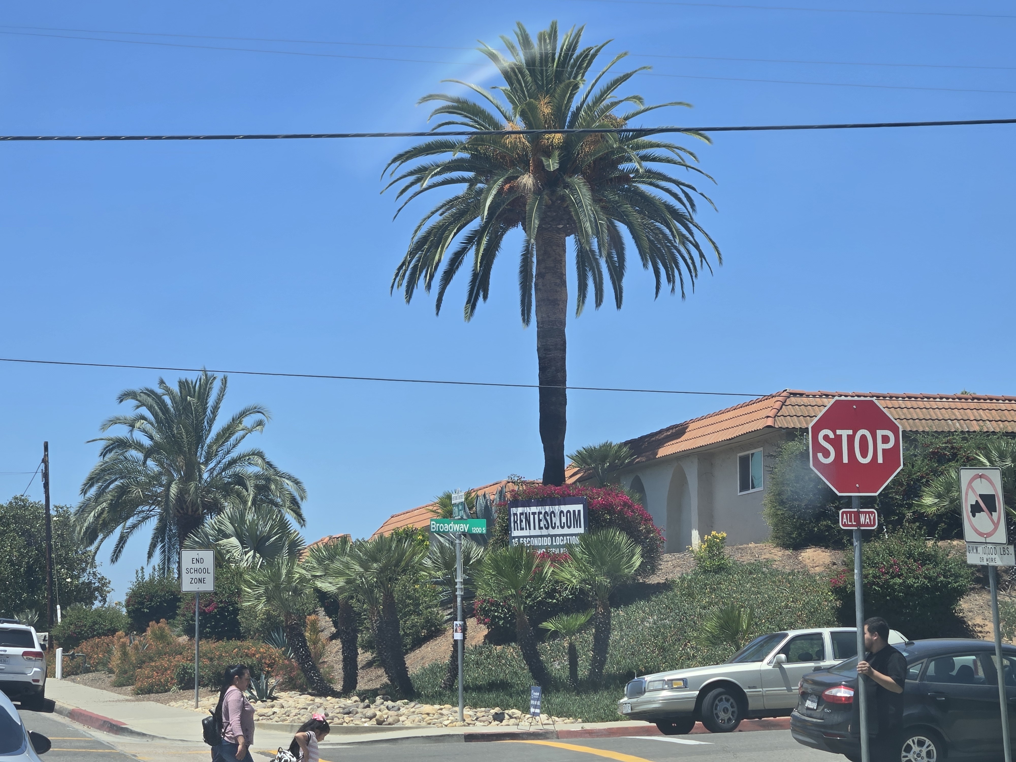 Las Palmas / RENTESC.COM mature Canary Island date palm landscape