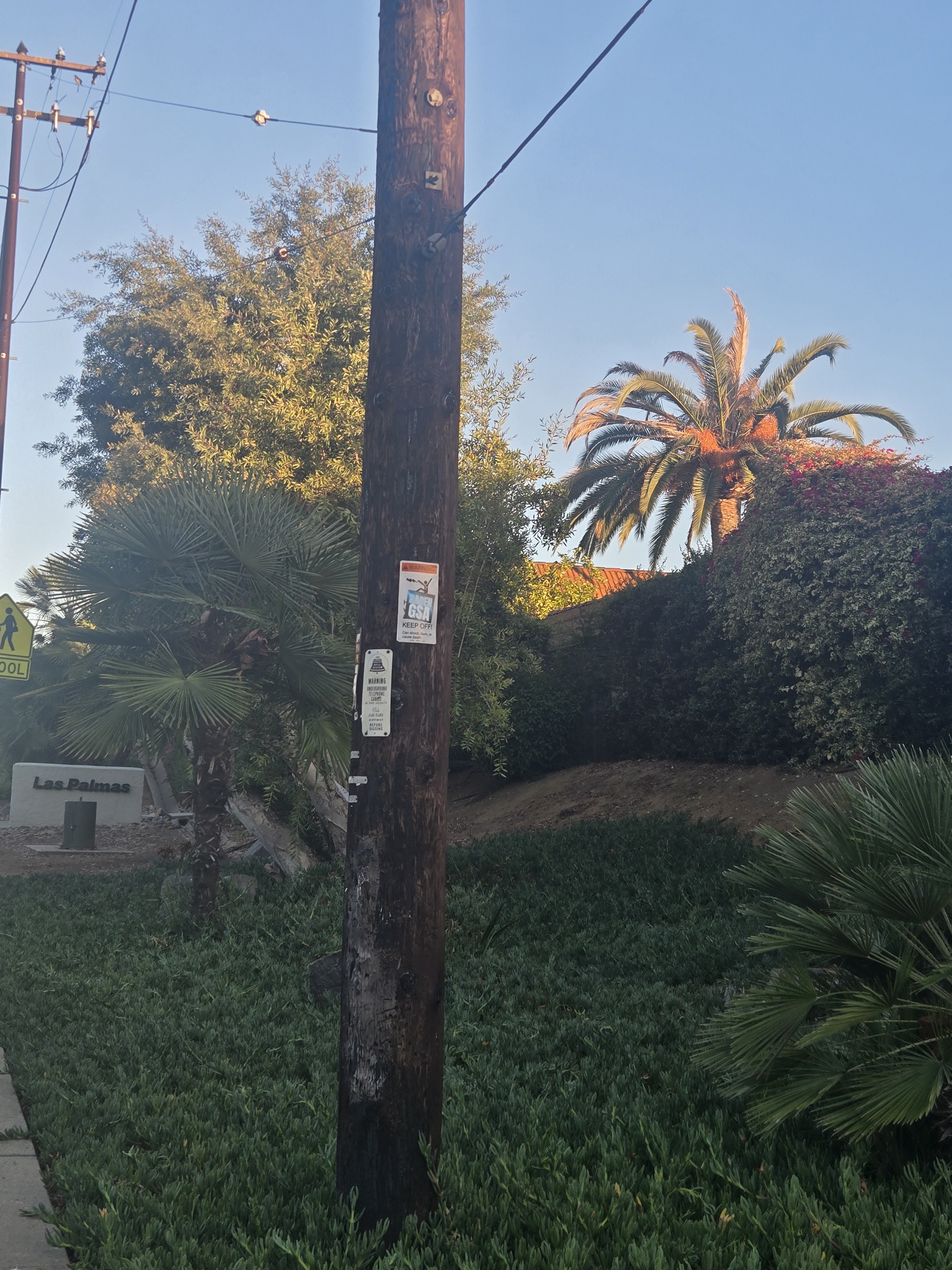 The subject palm at the Las Palmas entrance