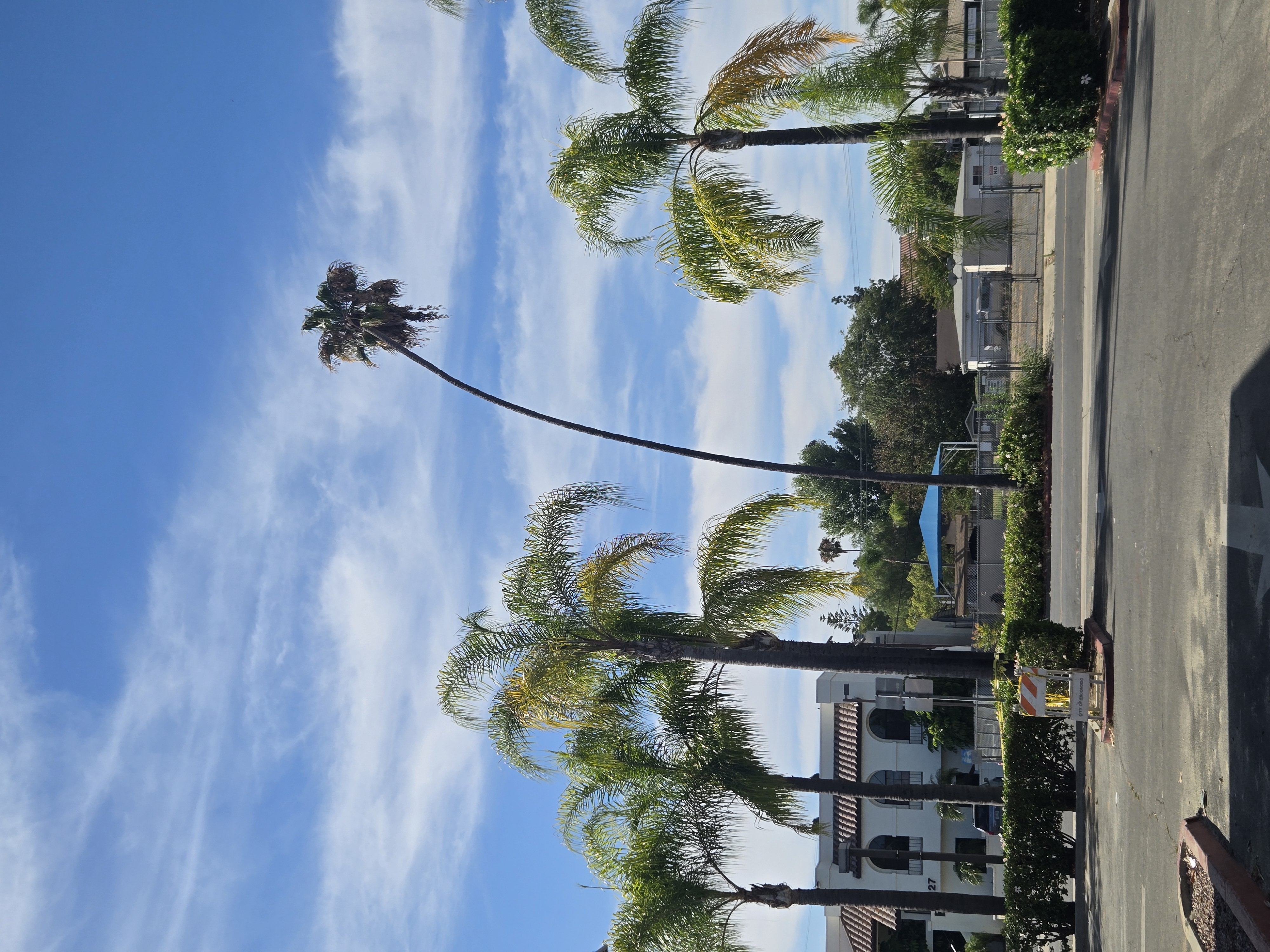 Leaning Mexican fan palm framed by other palms and older neighborhood streetscape in Old Escondido