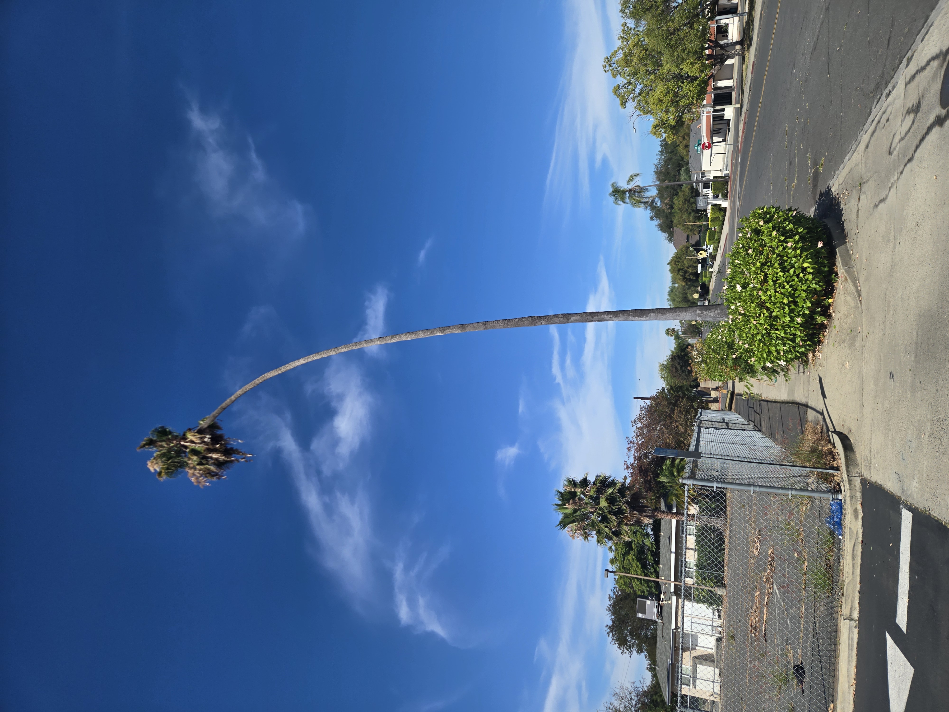 Tall Mexican fan palm with a pronounced curve above the sidewalk in Old Escondido
