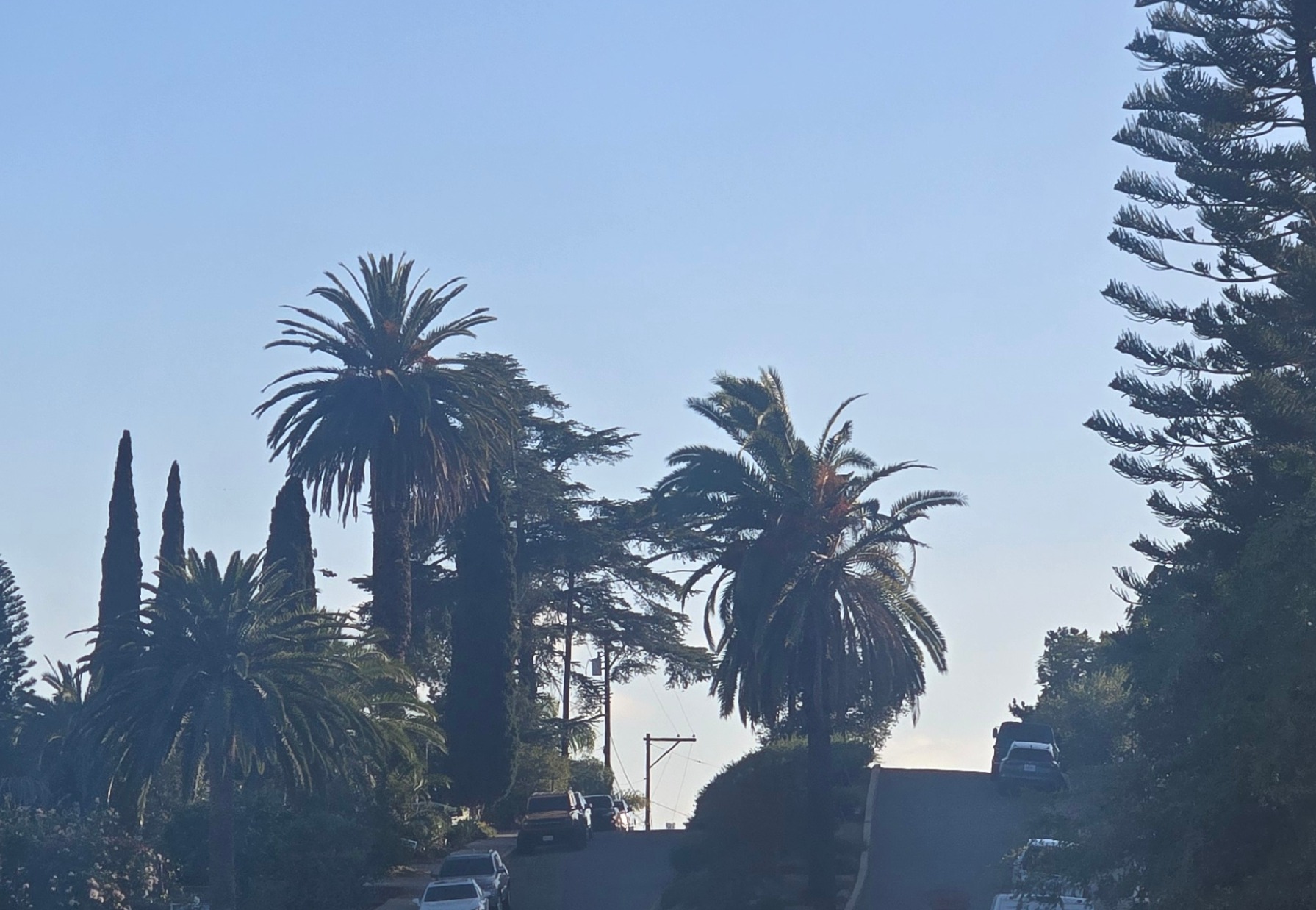 Multiple mature Canary Island Date Palms along a street in Old Escondido, California.