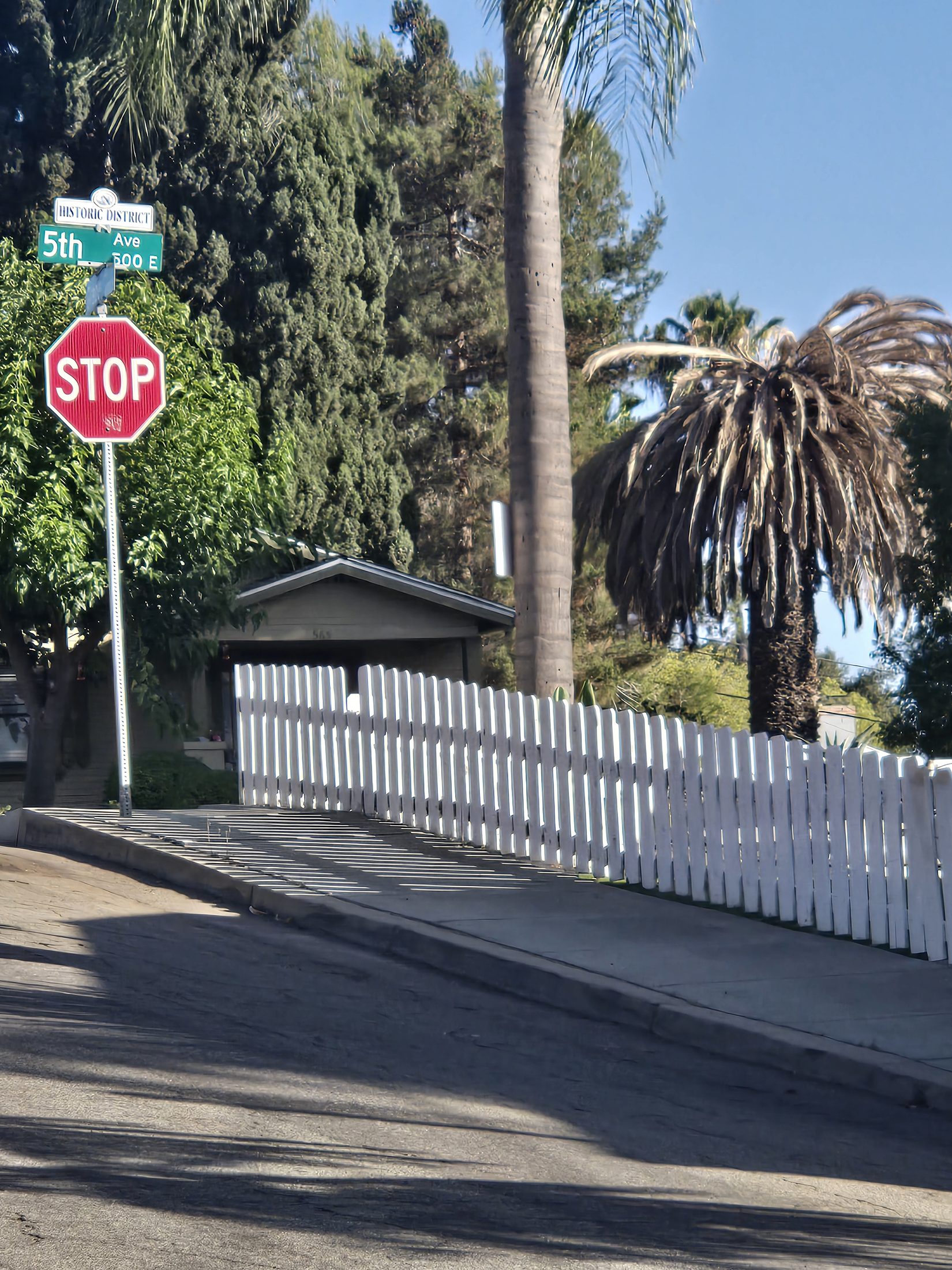 Severely declining Canary Island Date Palm near the Historic District in Old Escondido.