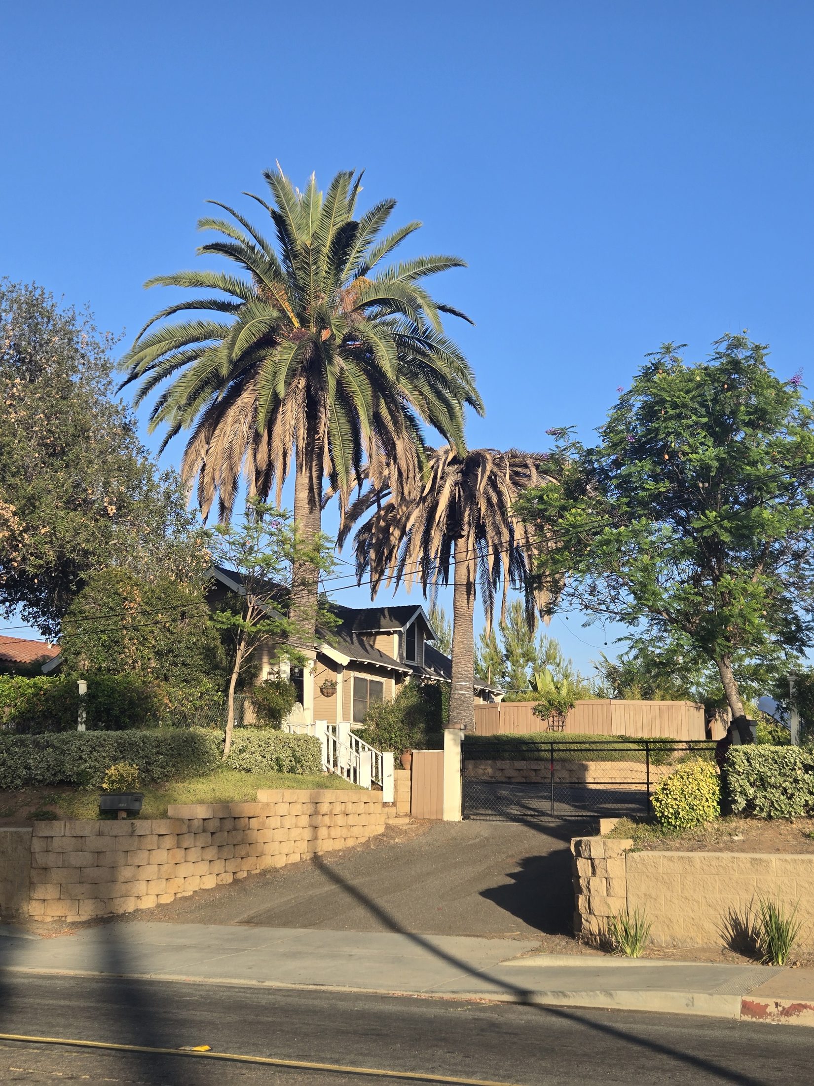 Mature Canary Island Date Palm beside a severely declining Canary Island Date Palm in Old Escondido, Escondido California.