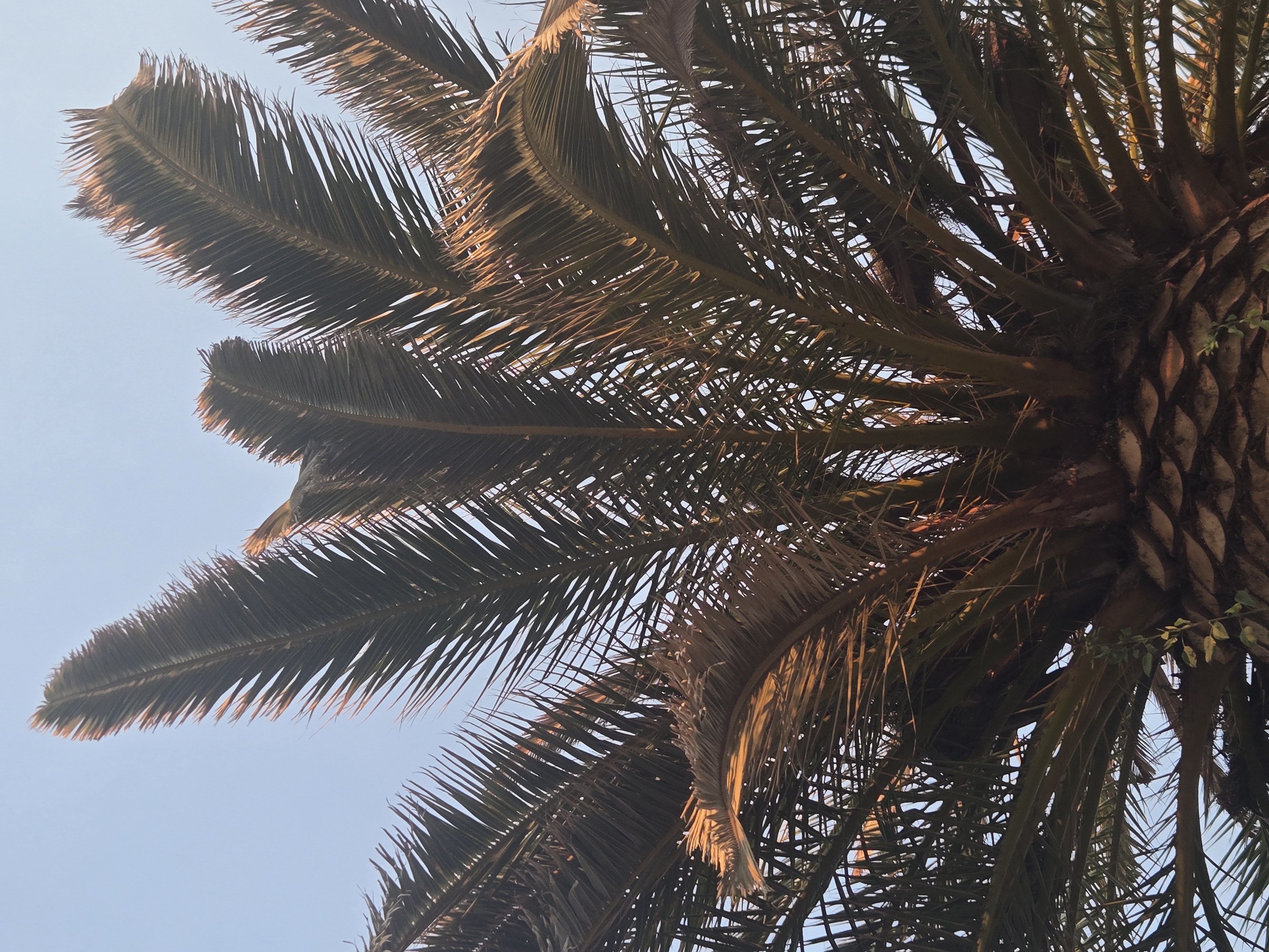 Crown view of a mature Canary Island date palm in Old Escondido under ongoing health monitoring