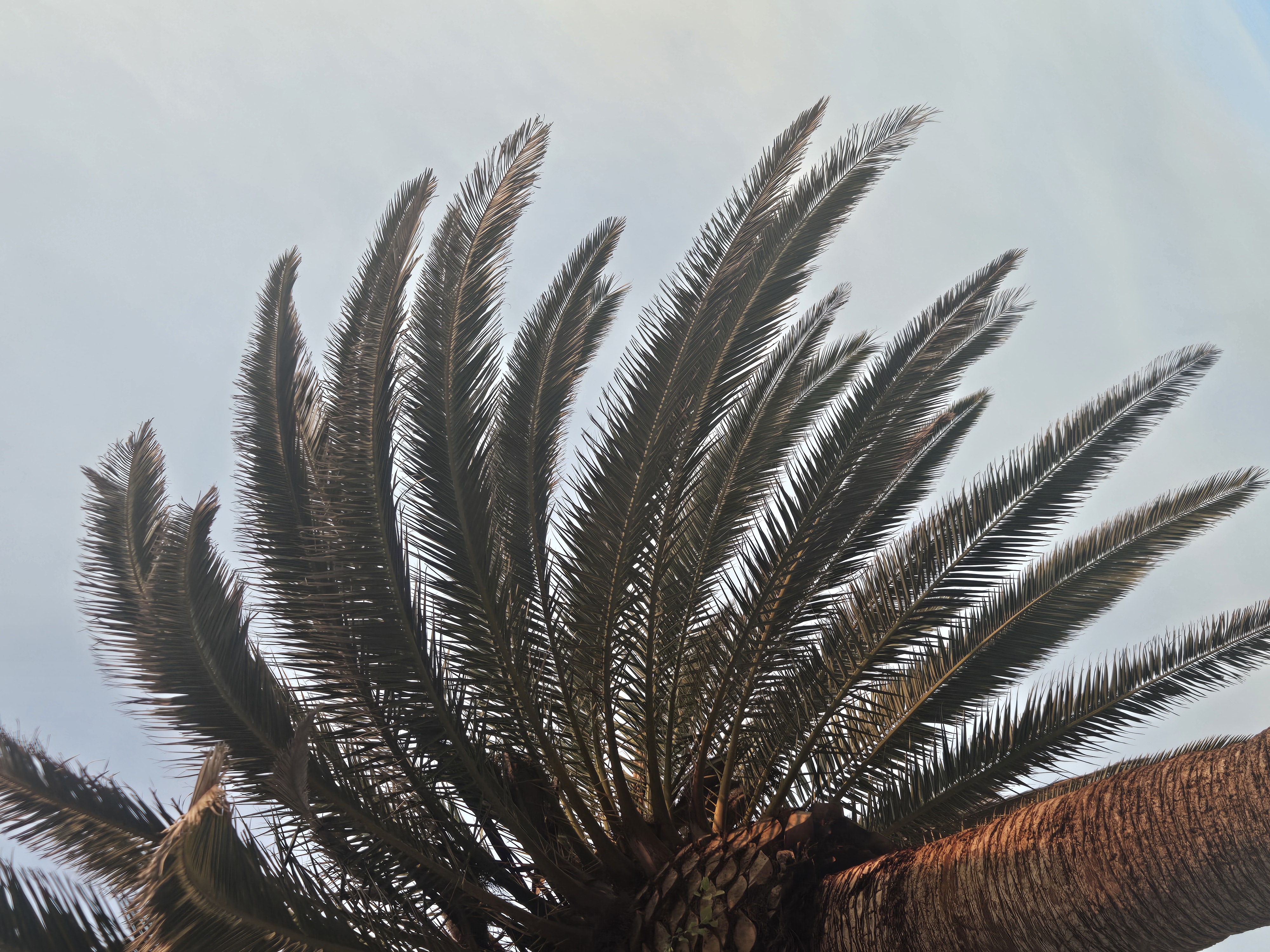Frond and crown decline symptoms on a mature Canary Island date palm in Old Escondido