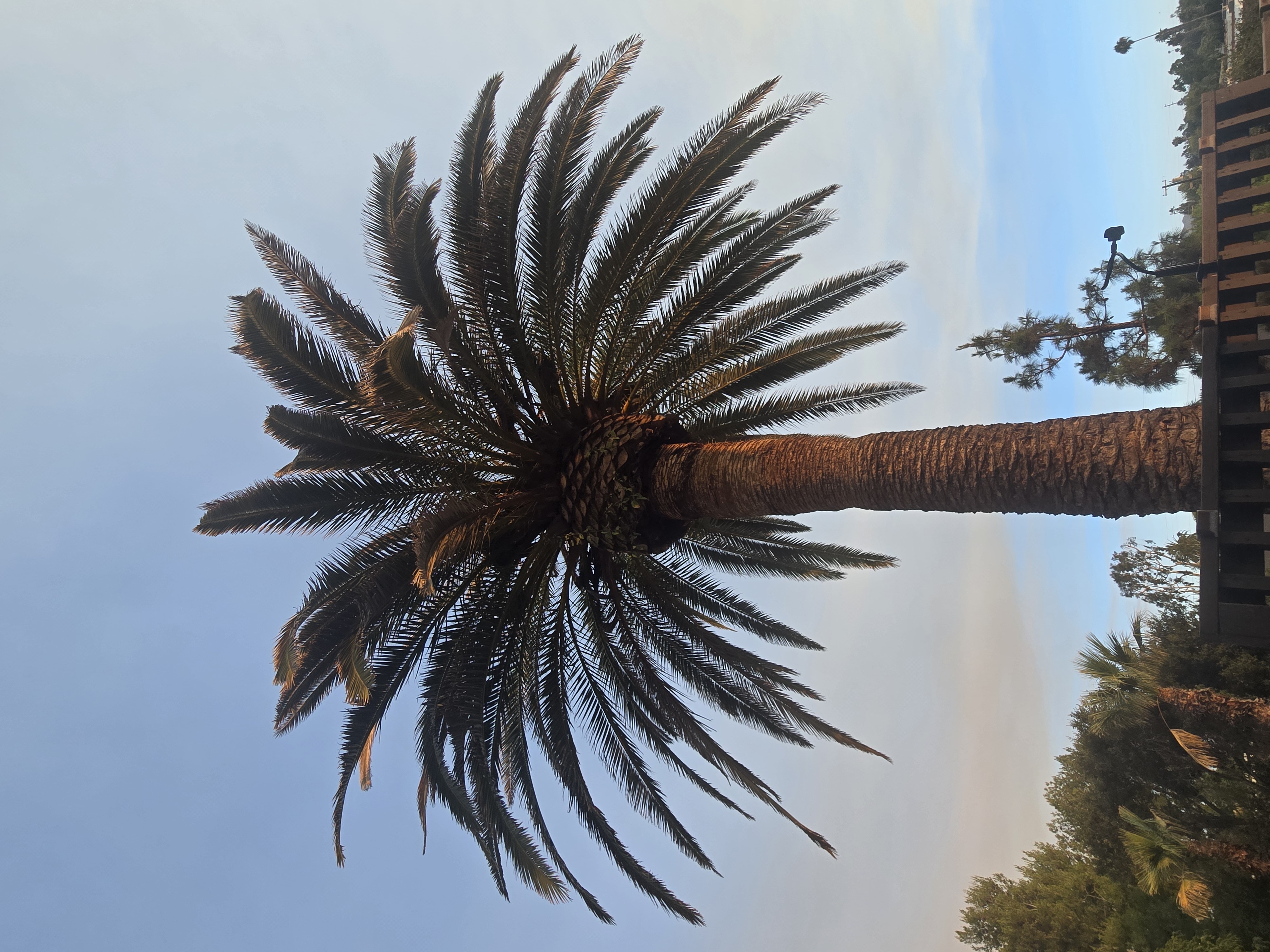 Mature Canary Island date palm in Old Escondido being monitored after adult palm weevil activity