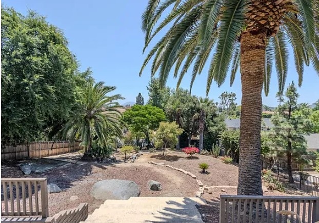 Healthy mature Canary Island date palm rising above a landscaped private yard