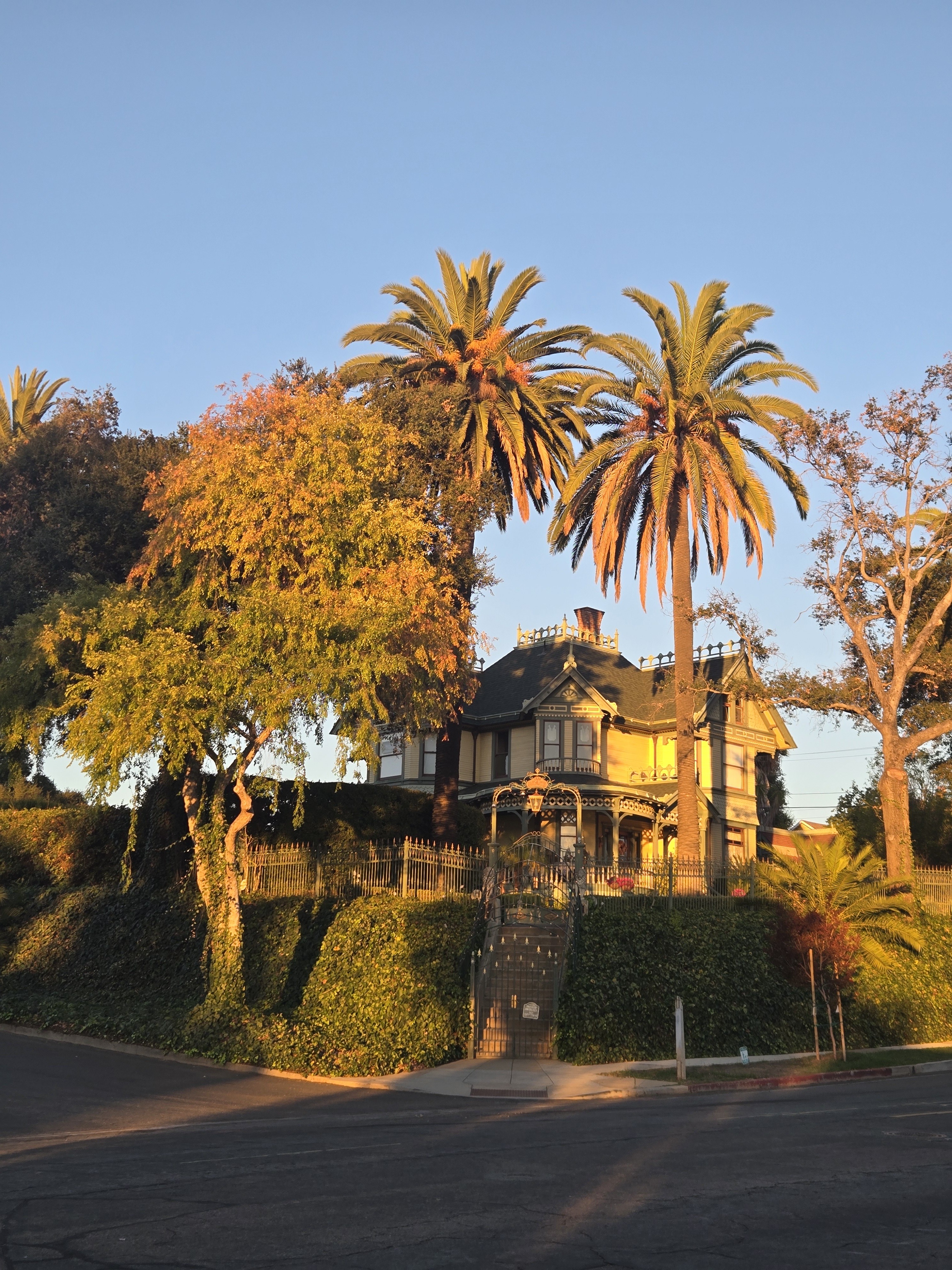 Mature Canary Island date palms in an established Old Escondido residential landscape.