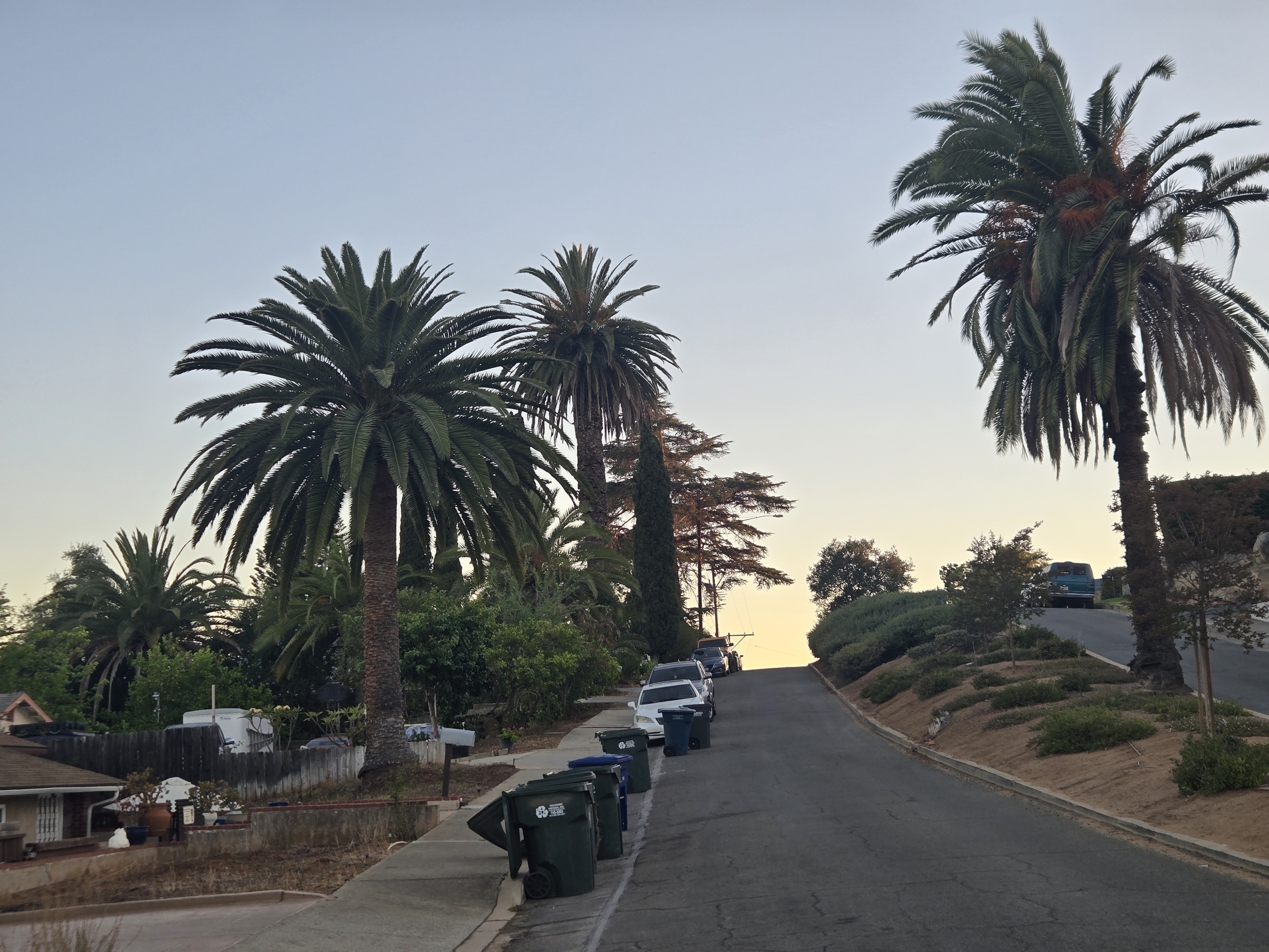 Old Escondido streetside view with several mature Canary Island date palms.