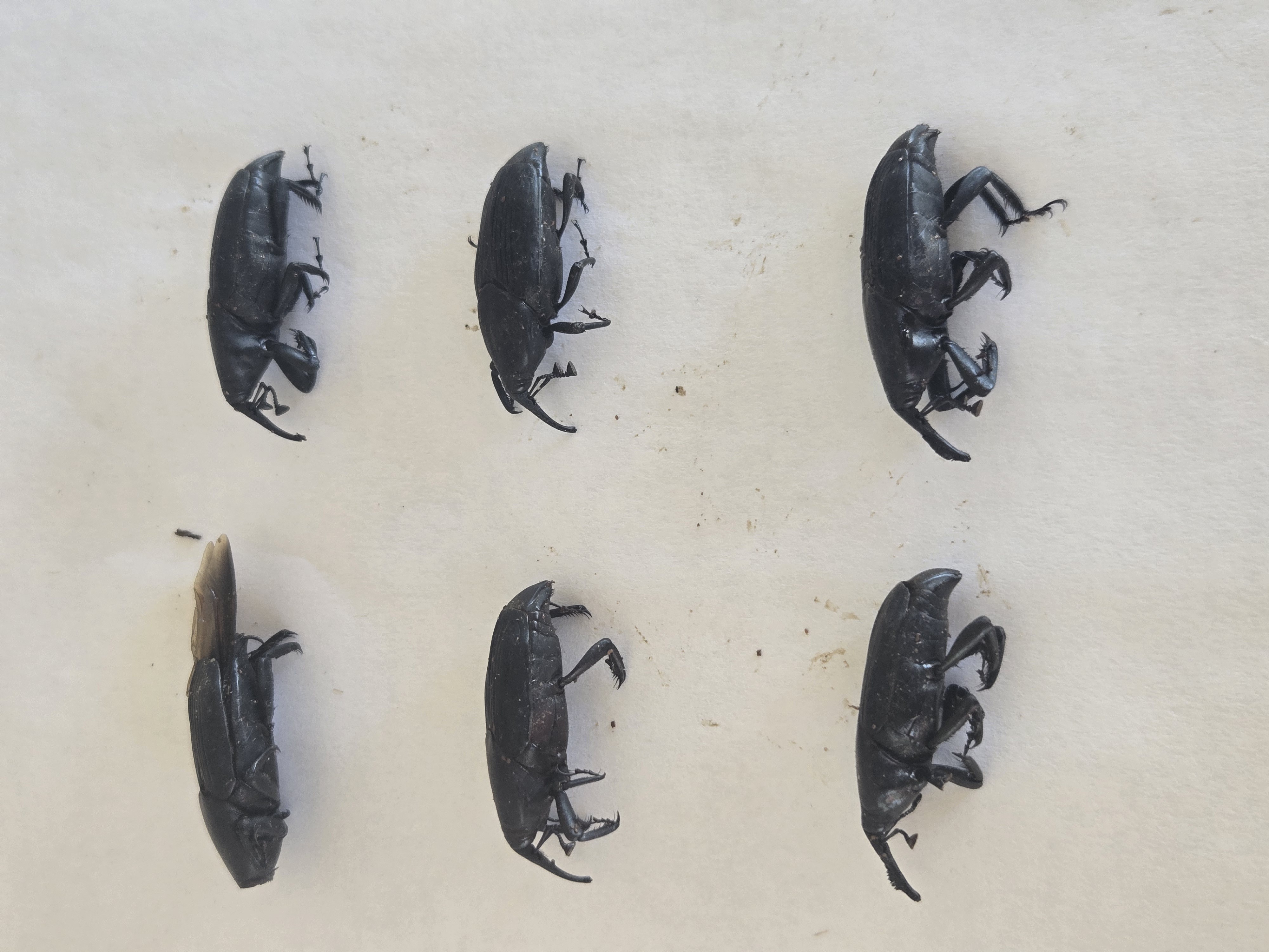 Several adult South American palm weevils photographed for the owner's property record.