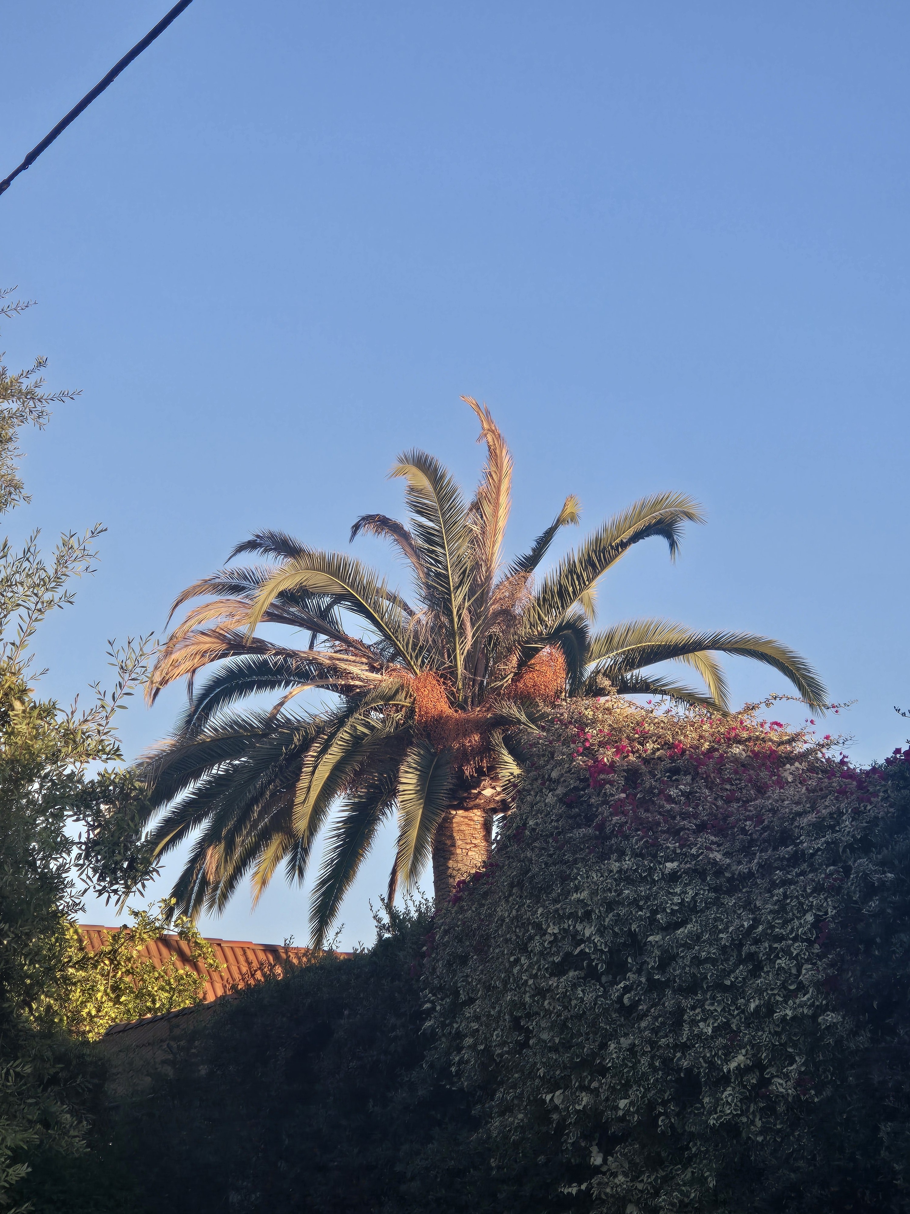 Palm crown with visible change photographed before documented removal.